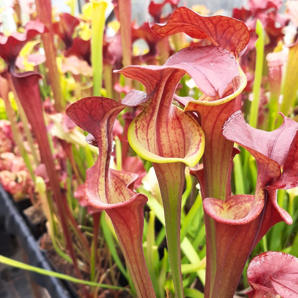 'Waccamaw'x self (dwarf form)