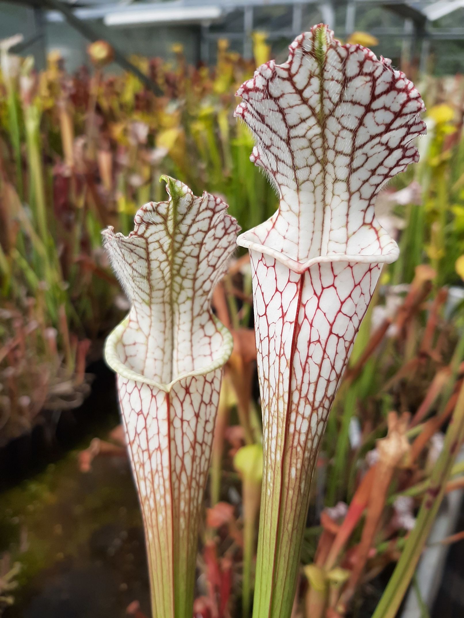 leucophylla, typical