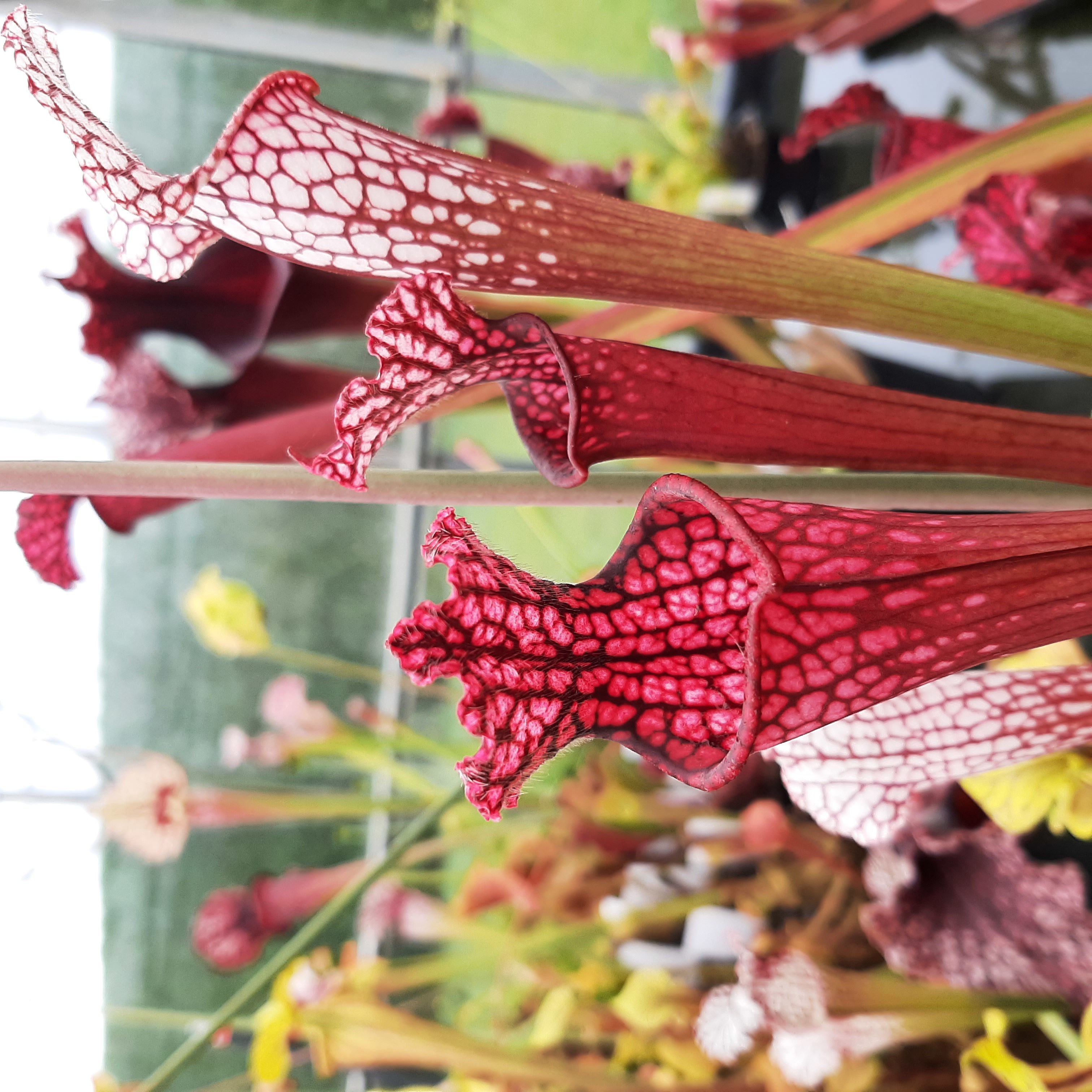 "pink form", Splinter Hill bog (seedgrown)