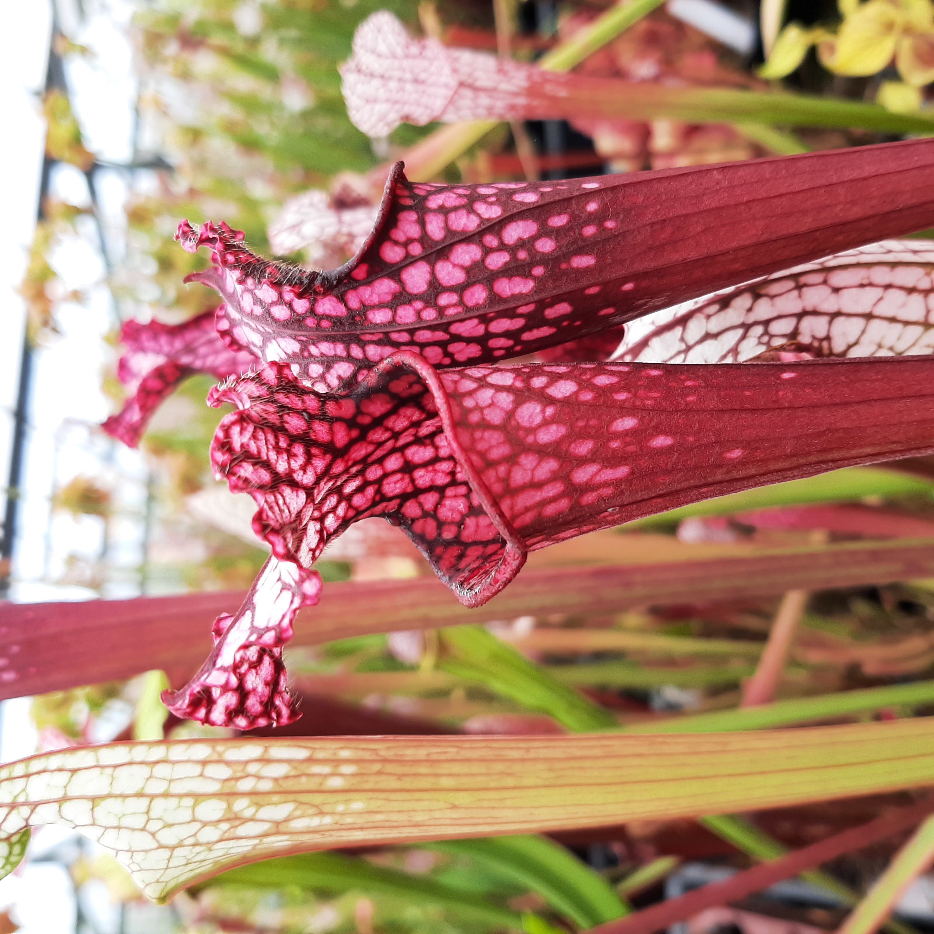 "pink form", Splinter Hill bog (seedgrown)