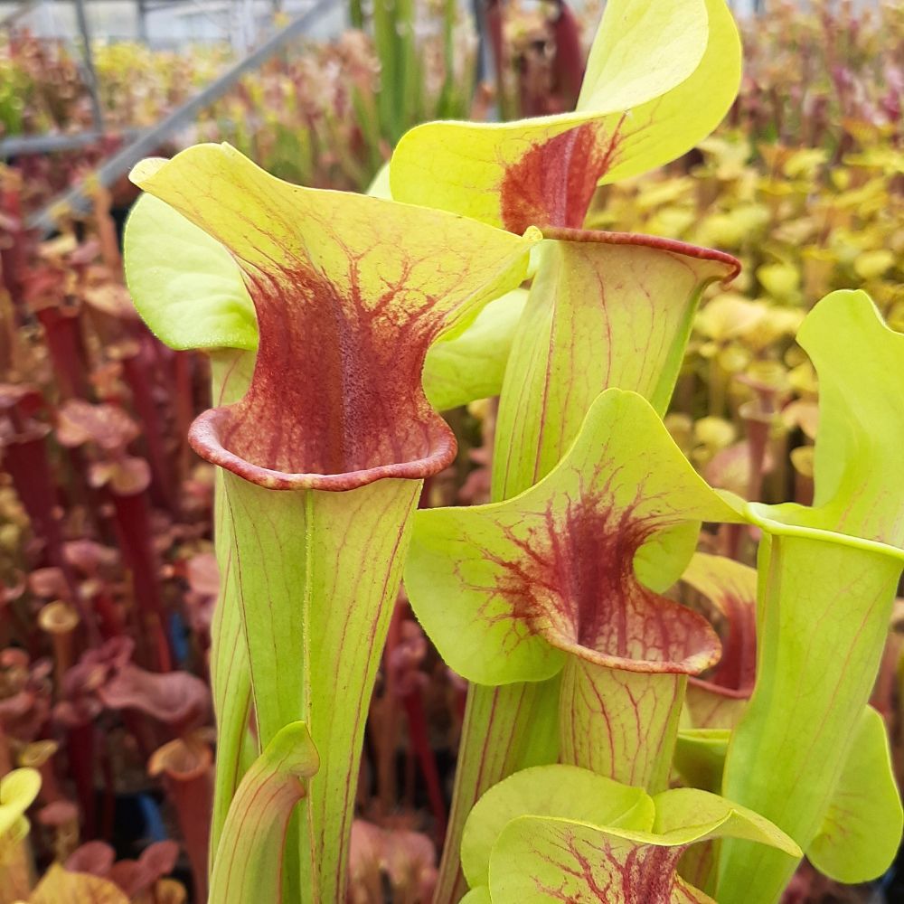 x catesbaei seedgrown