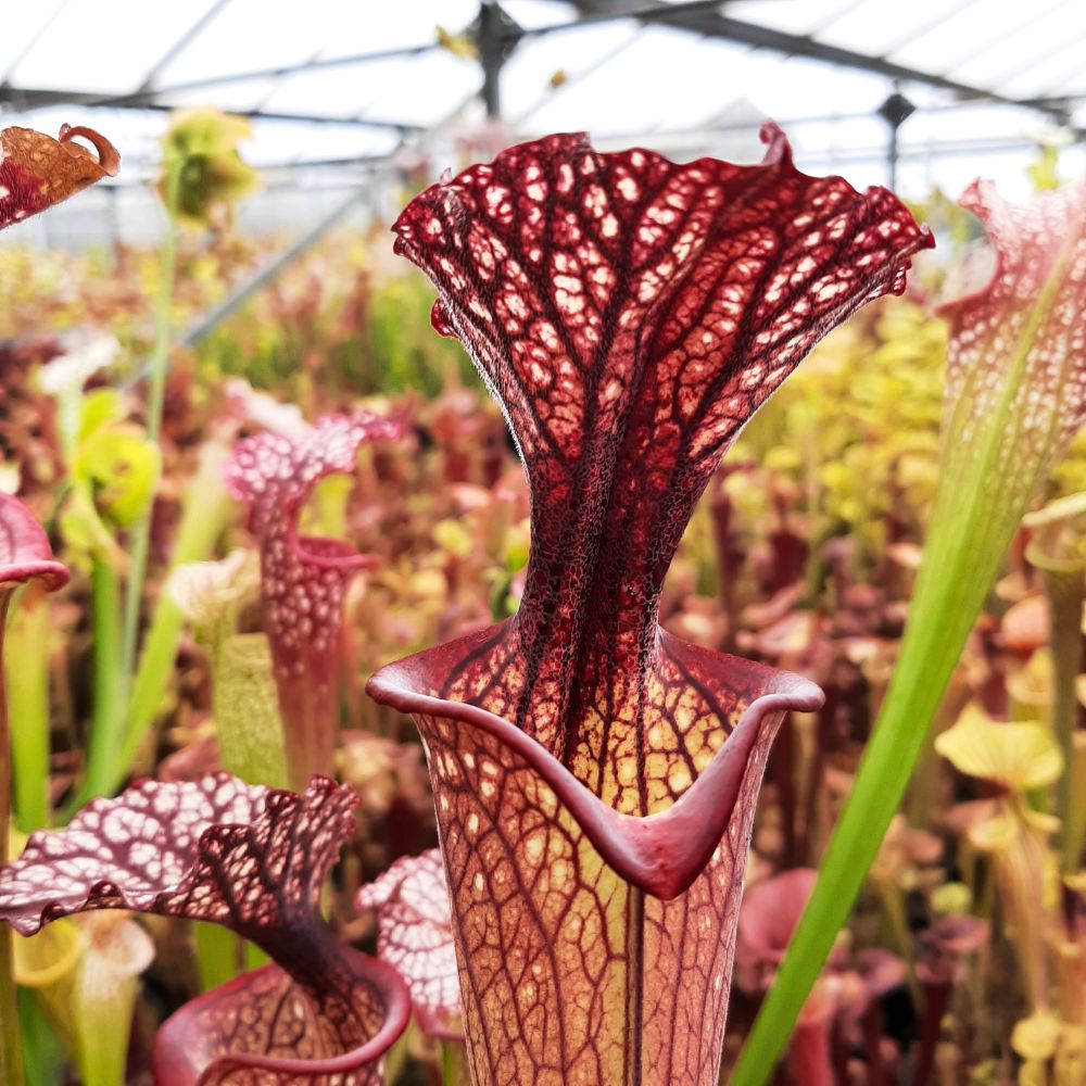 x moorei  (leuco RT 71 x atro blackwater)