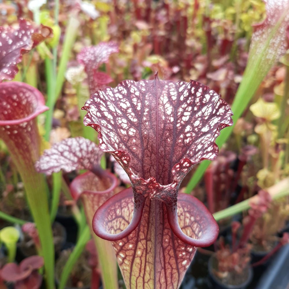 x moorei  (leuco RT 71 x atro blackwater)