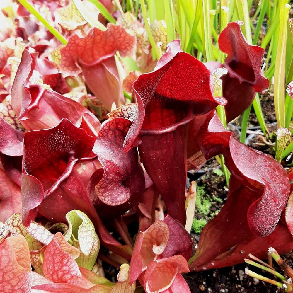 x courtii 'Paradisia' x mitchelliana