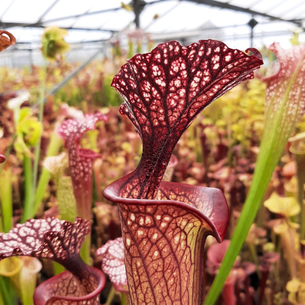 x moorei  (leuco RT 71 x atro blackwater)