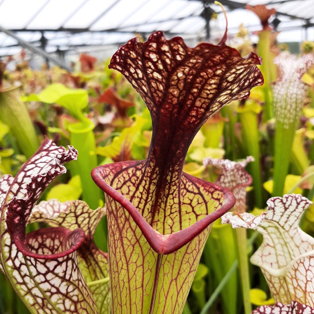 x moorei  (leuco RT 71 x atro blackwater)