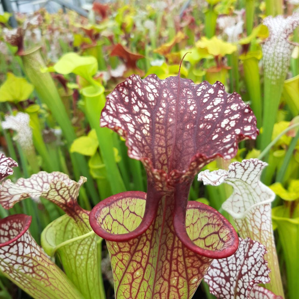 x moorei  (leuco RT 71 x atro blackwater)