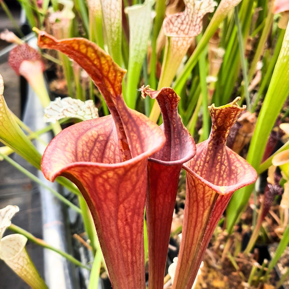 var. atropurpurea lidless (seedgrown)