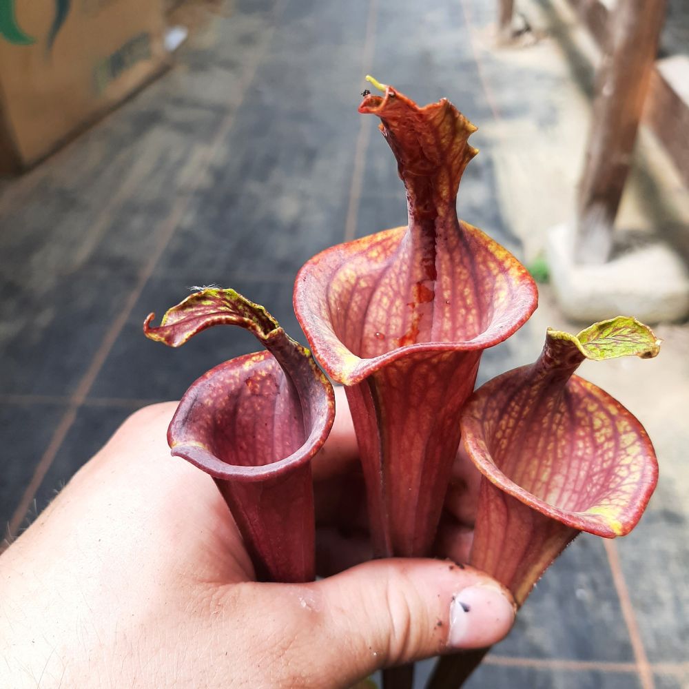 var. atropurpurea lidless (seedgrown)