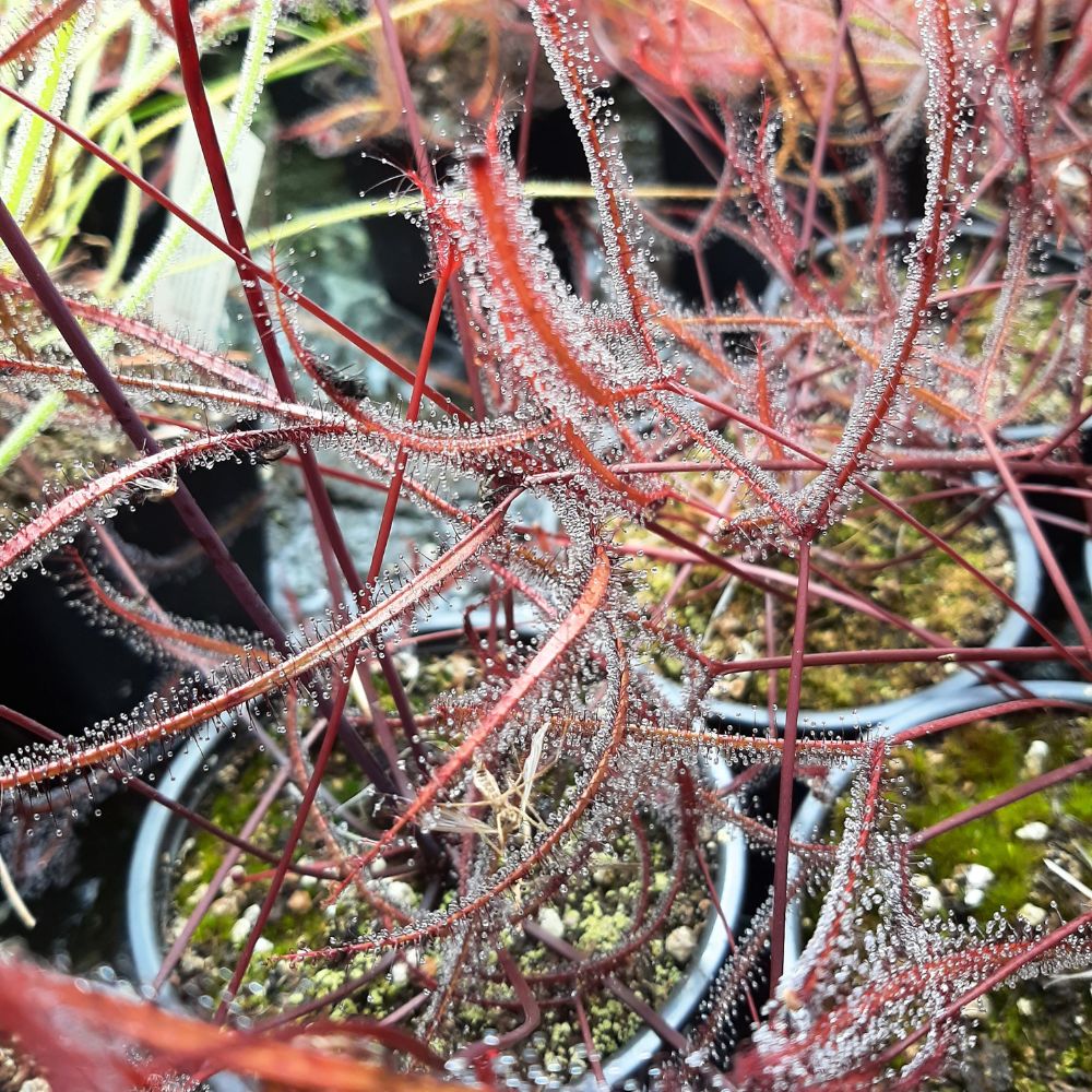 D. binata 'Burgundy' (red form)