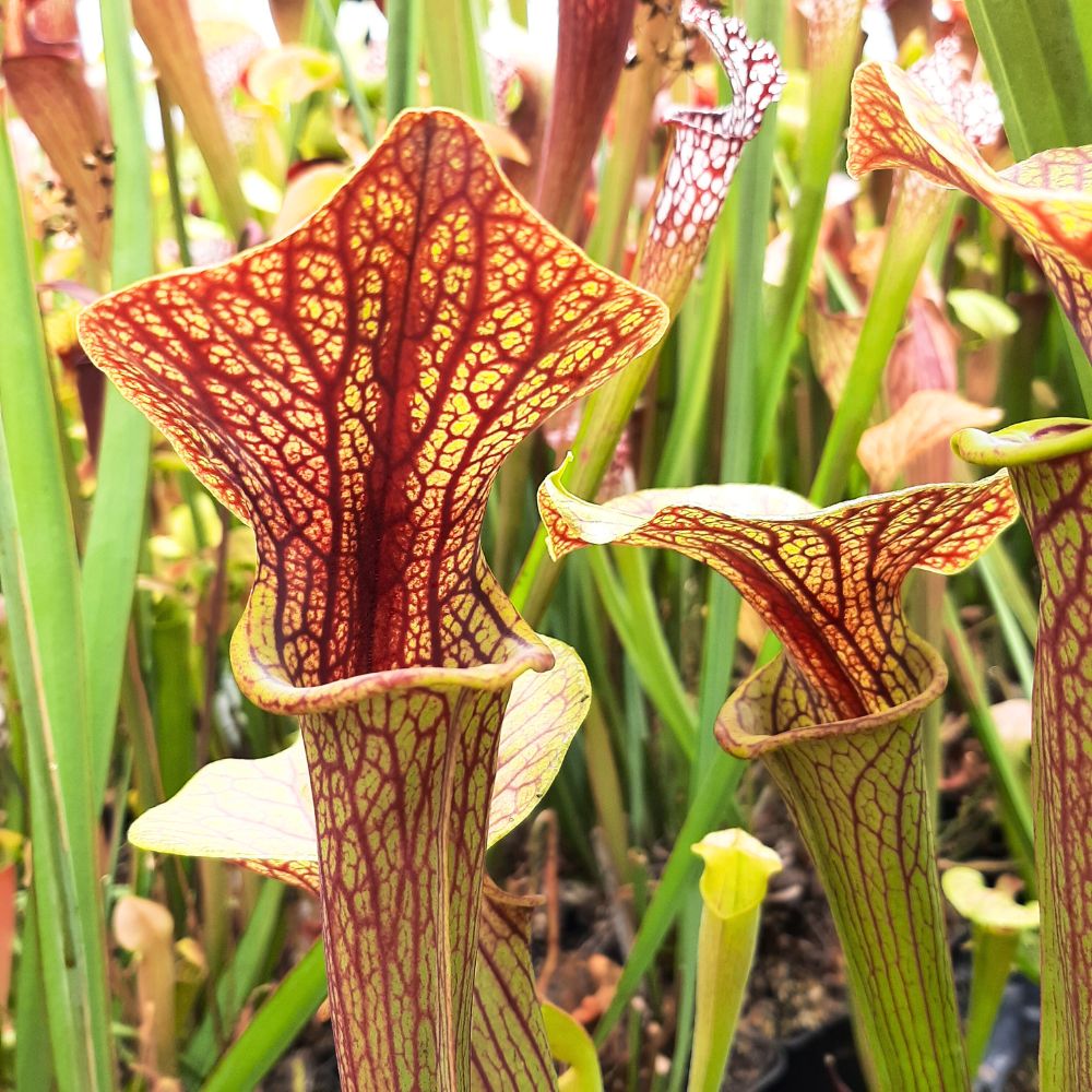 var. ornata "'Super Ornata""