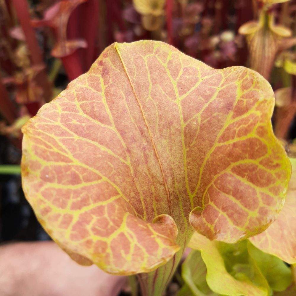 x catesbaei, inverse vein, seedgrown