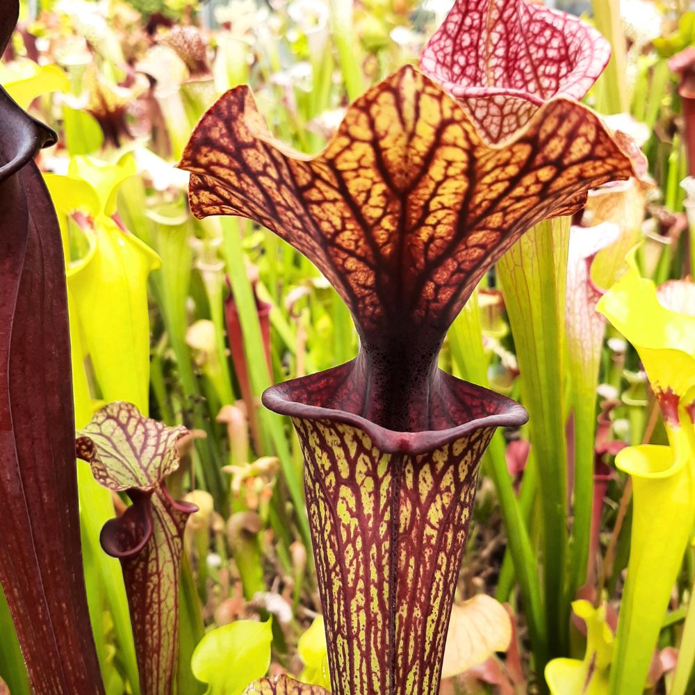 Saurus x var. ornata MKF88 (seedgrown)