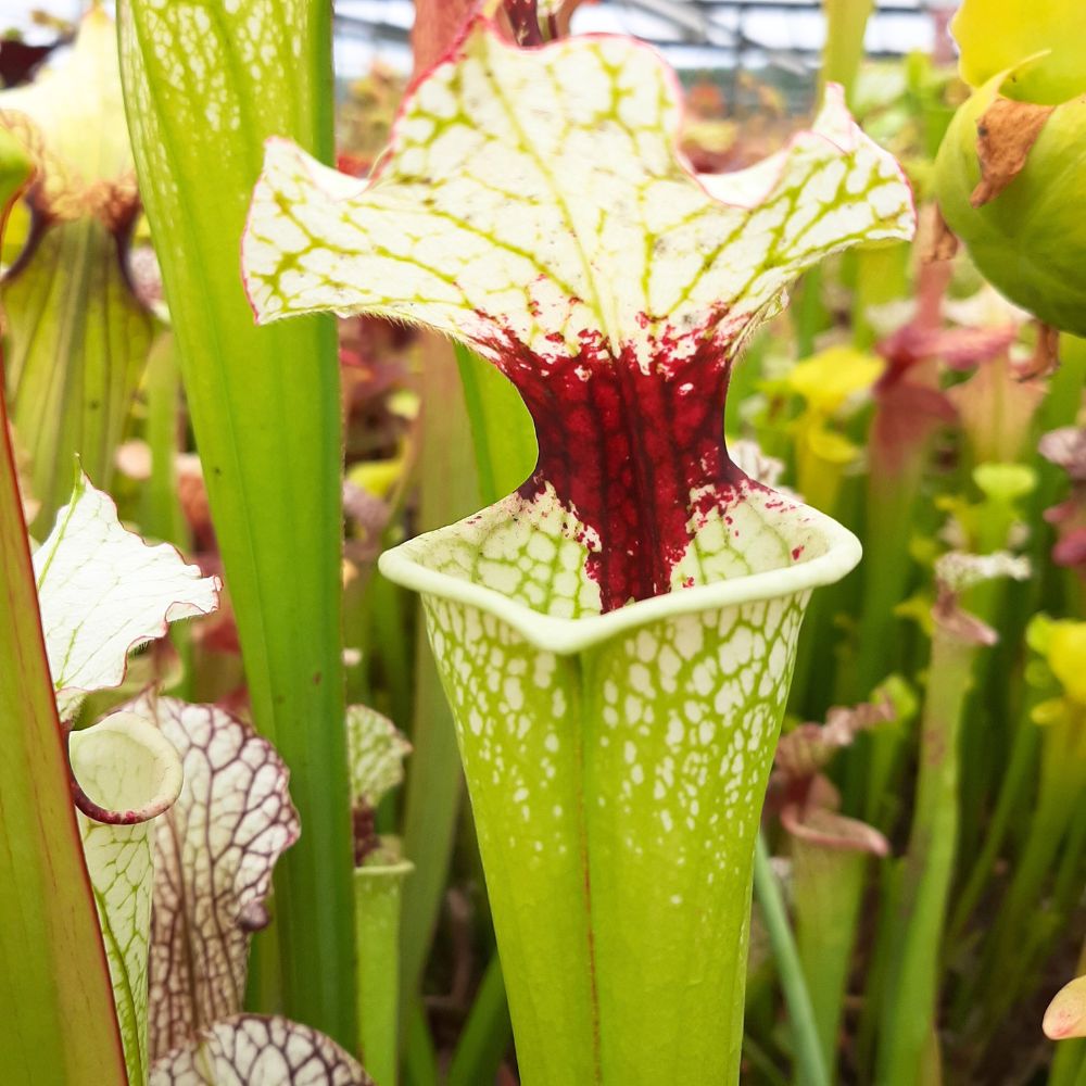 'Leah Wilkerson'x leucophylla HCW F