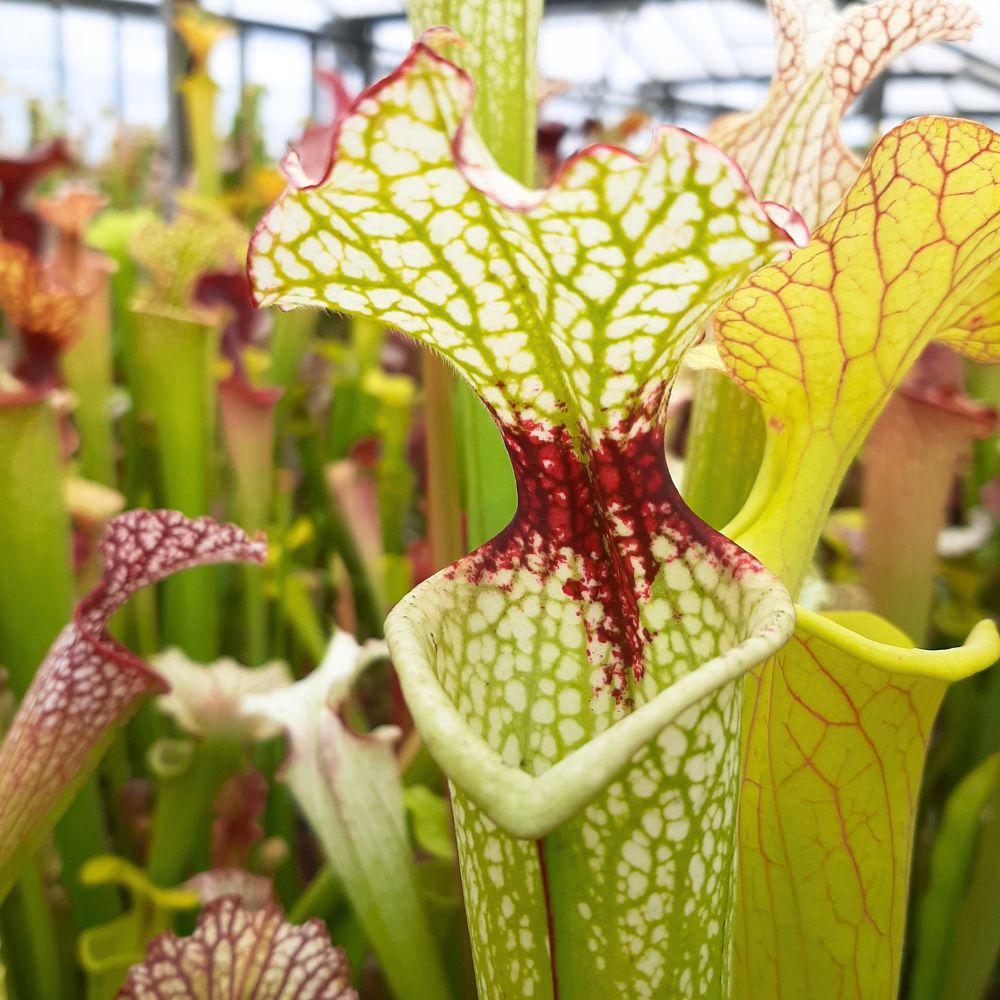 'Leah Wilkerson'x leucophylla HCW F