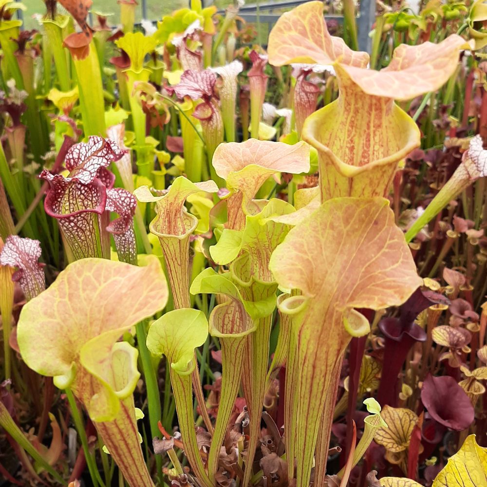 x catesbaei, inverse vein, seedgrown