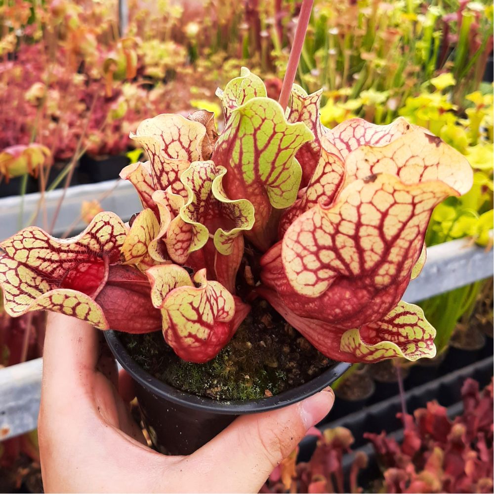 ssp. venosa Tattnall Co. seedgrown