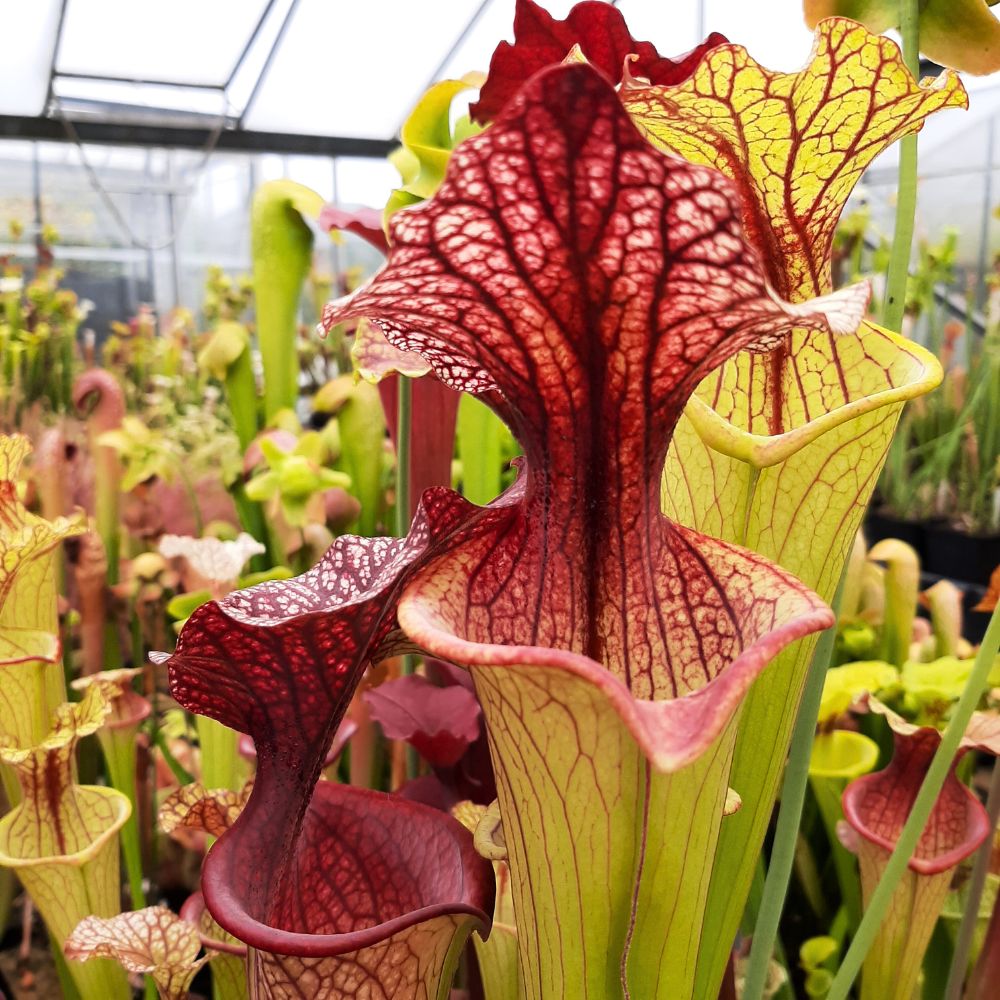 x moorei  (leuco RT 71 x atro blackwater)