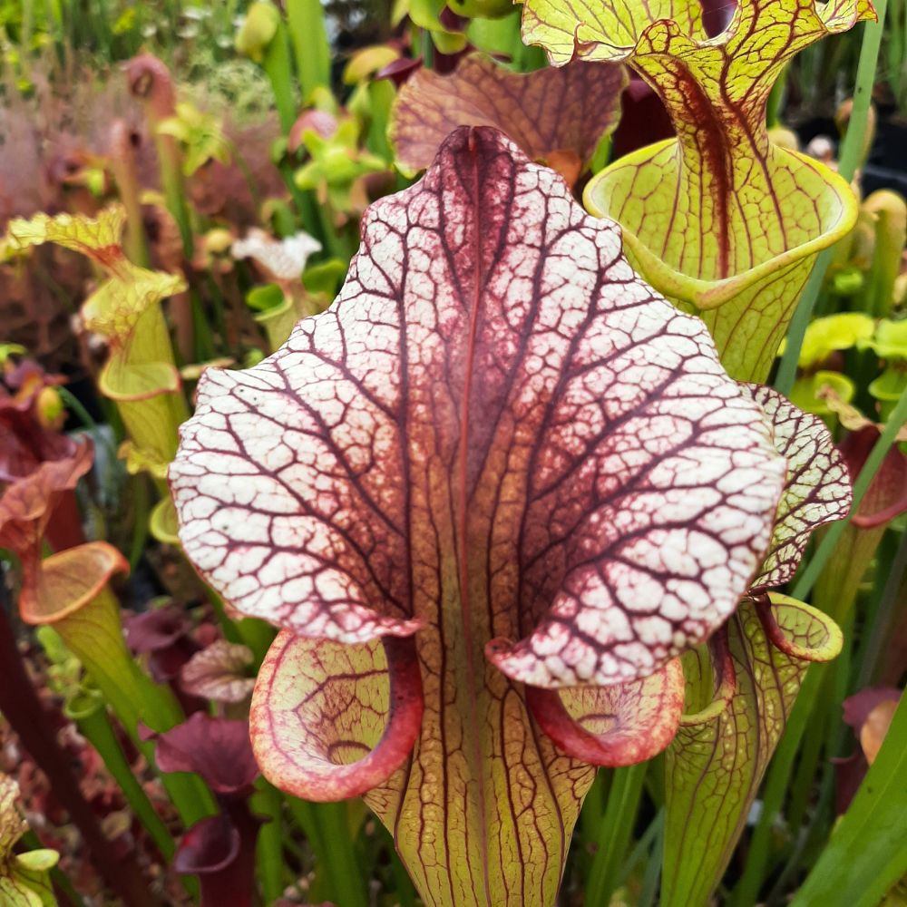 x moorei  (leuco RT 71 x atro blackwater)