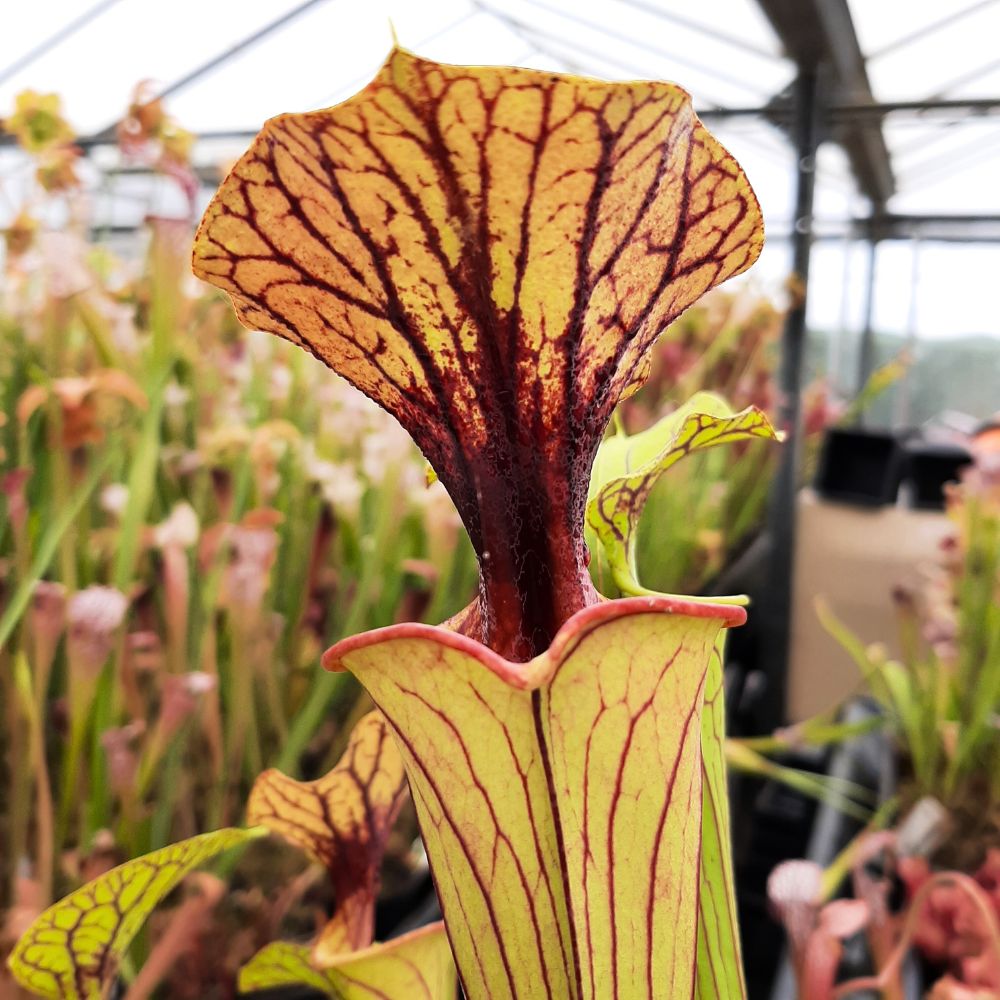 flava var. ornata, seedgrown