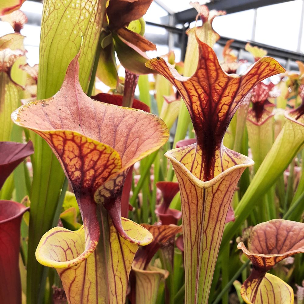 var. cuprea, Exum, NC, MK F131A