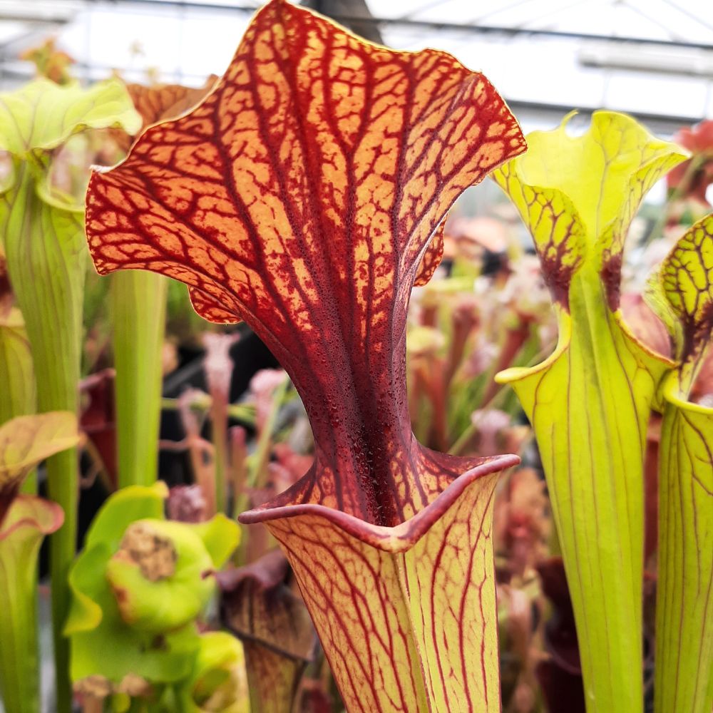 flava var. ornata, seedgrown