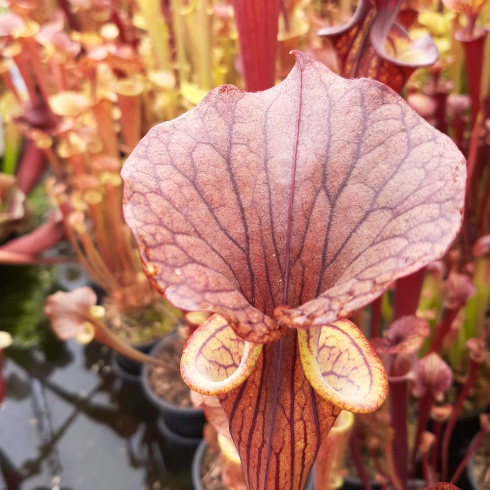 'Black Veins' x 'Waccamaw' (var. ornata x atropurpurea)