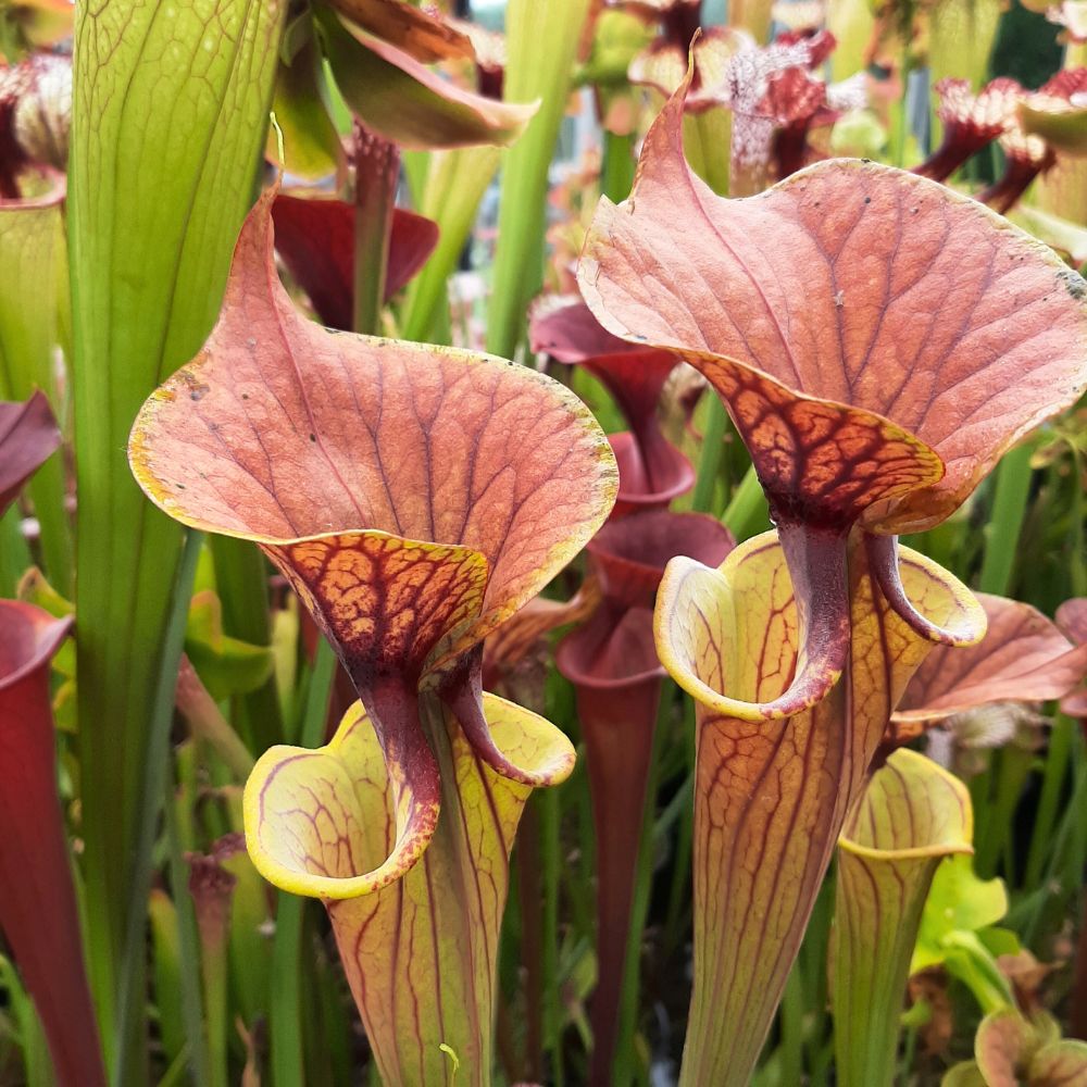 var. cuprea, Exum, NC, MK F131A