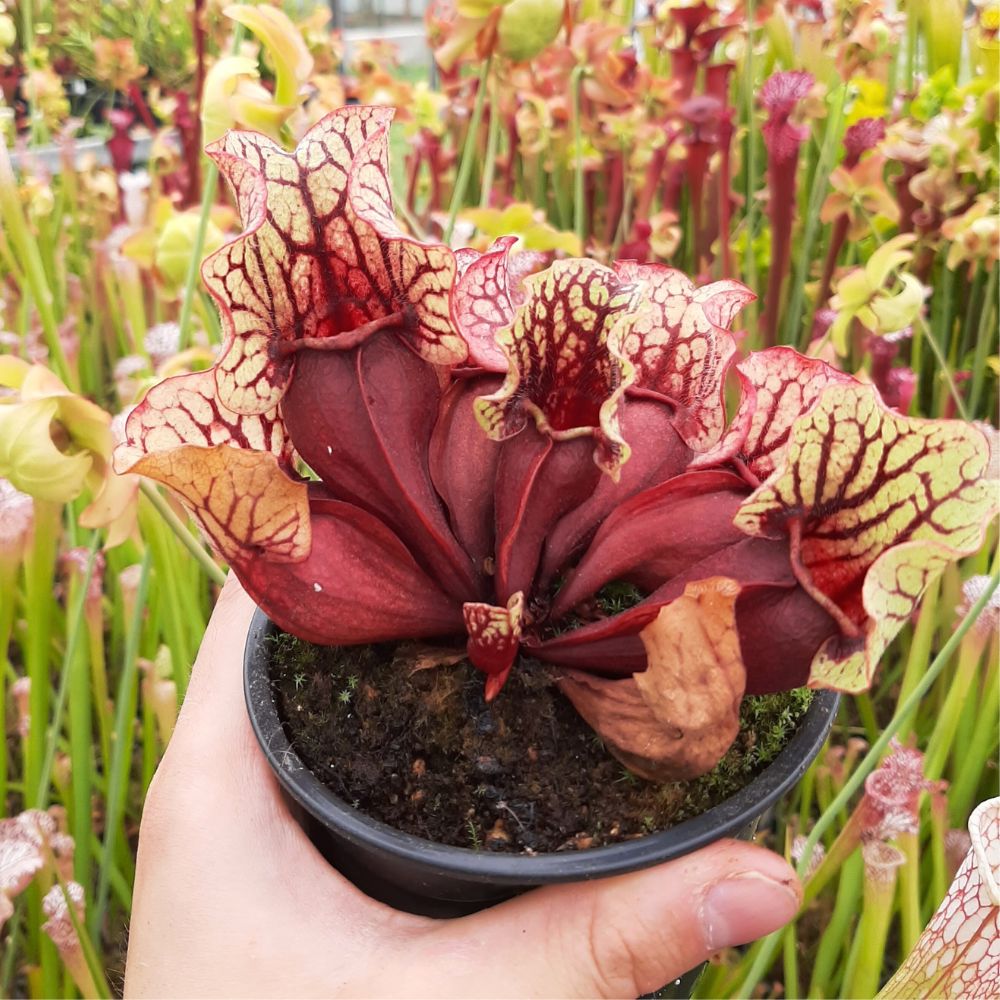 ssp. venosa Tattnall Co. seedgrown