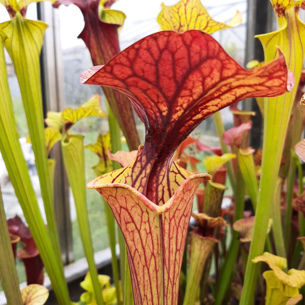 flava var. ornata seedgrown