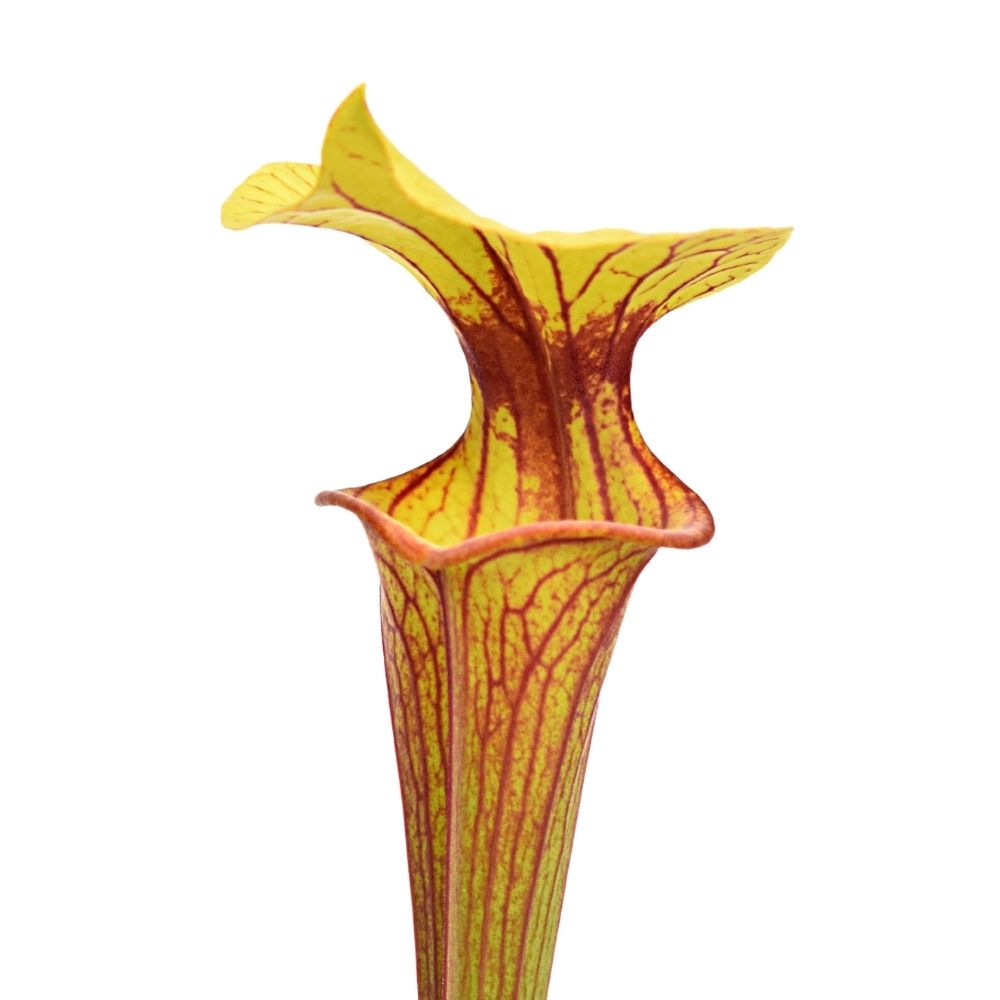 var. ornata