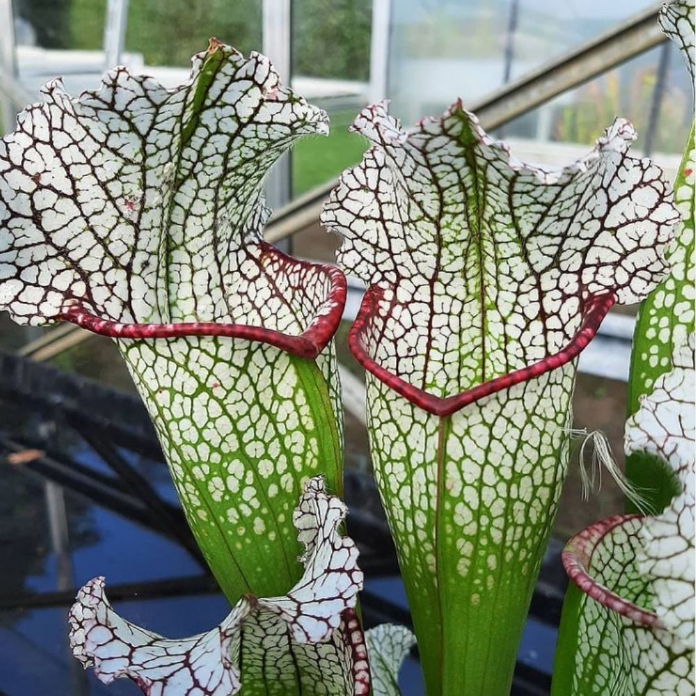 leucophylla x (moorei x purp. venosa) [Gary Wheeler]