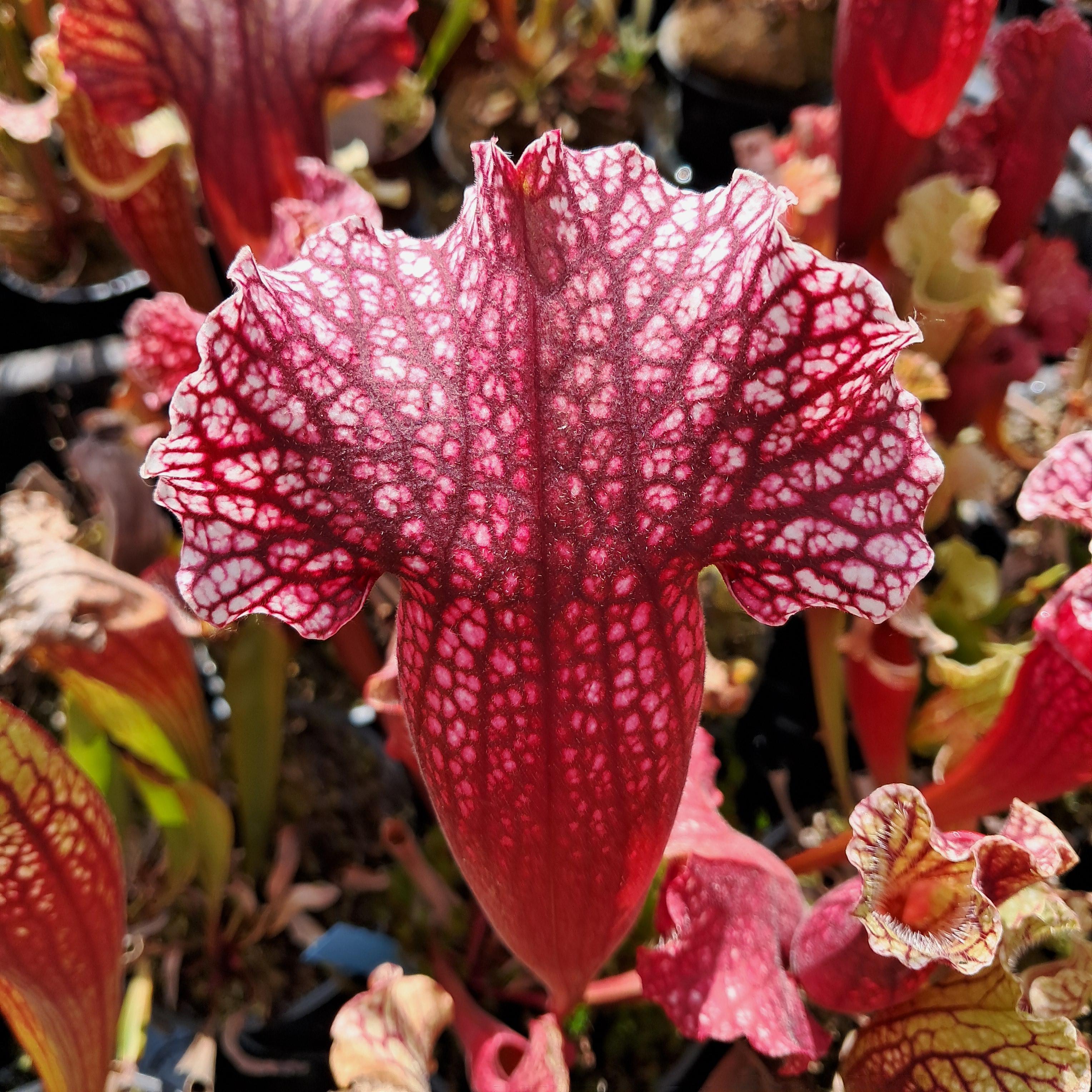 x mitchelliana ("Belly of Blood" x HCW F) seedgrown