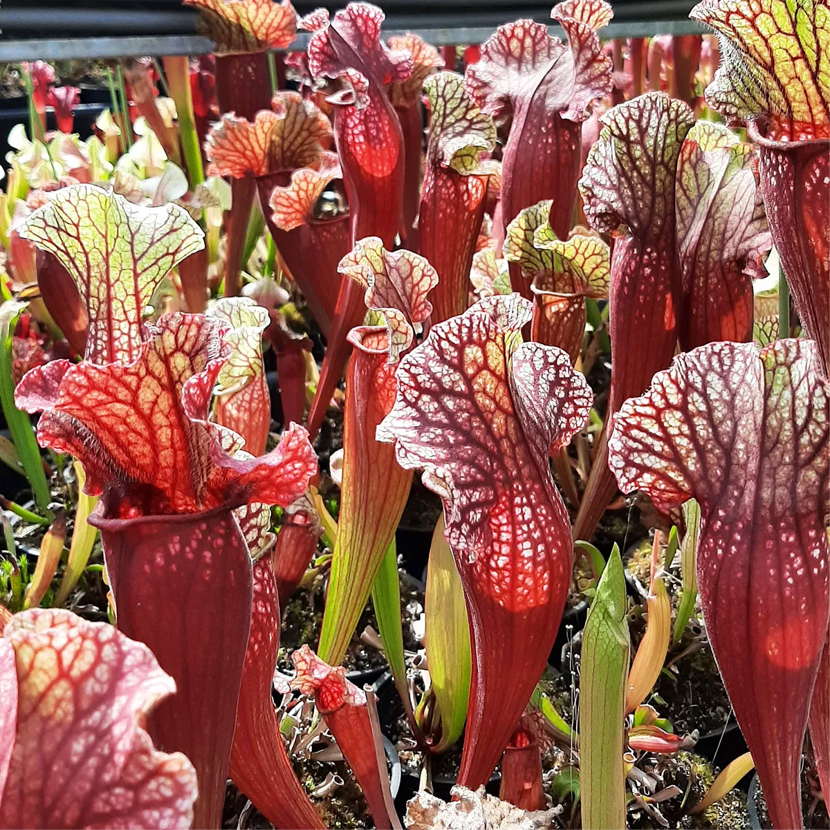 x mitchelliana ("Belly of Blood" x HCW F) seedgrown