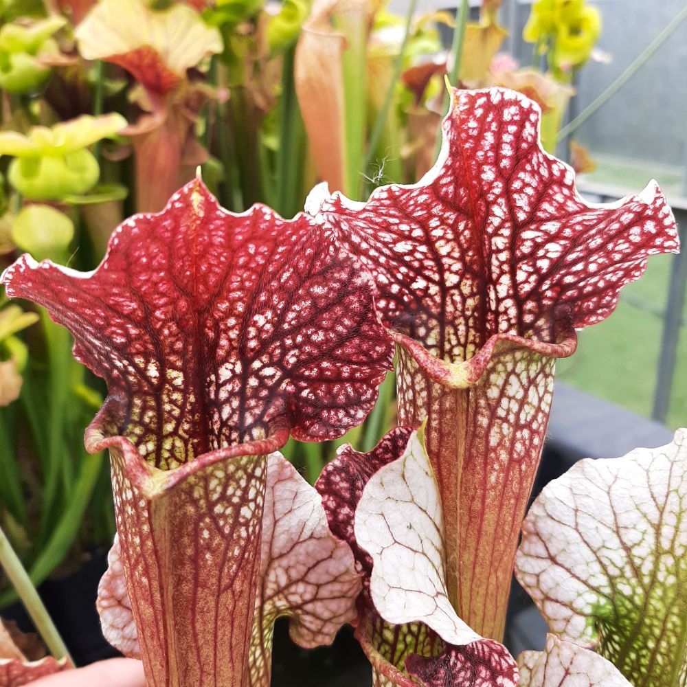 'Rita Soper'x 'Leah Wilkerson'