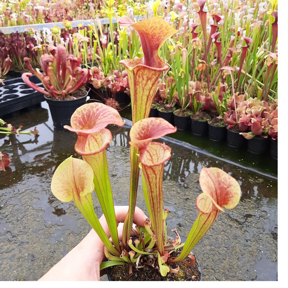 x catesbaei, inverse vein; seedgrown