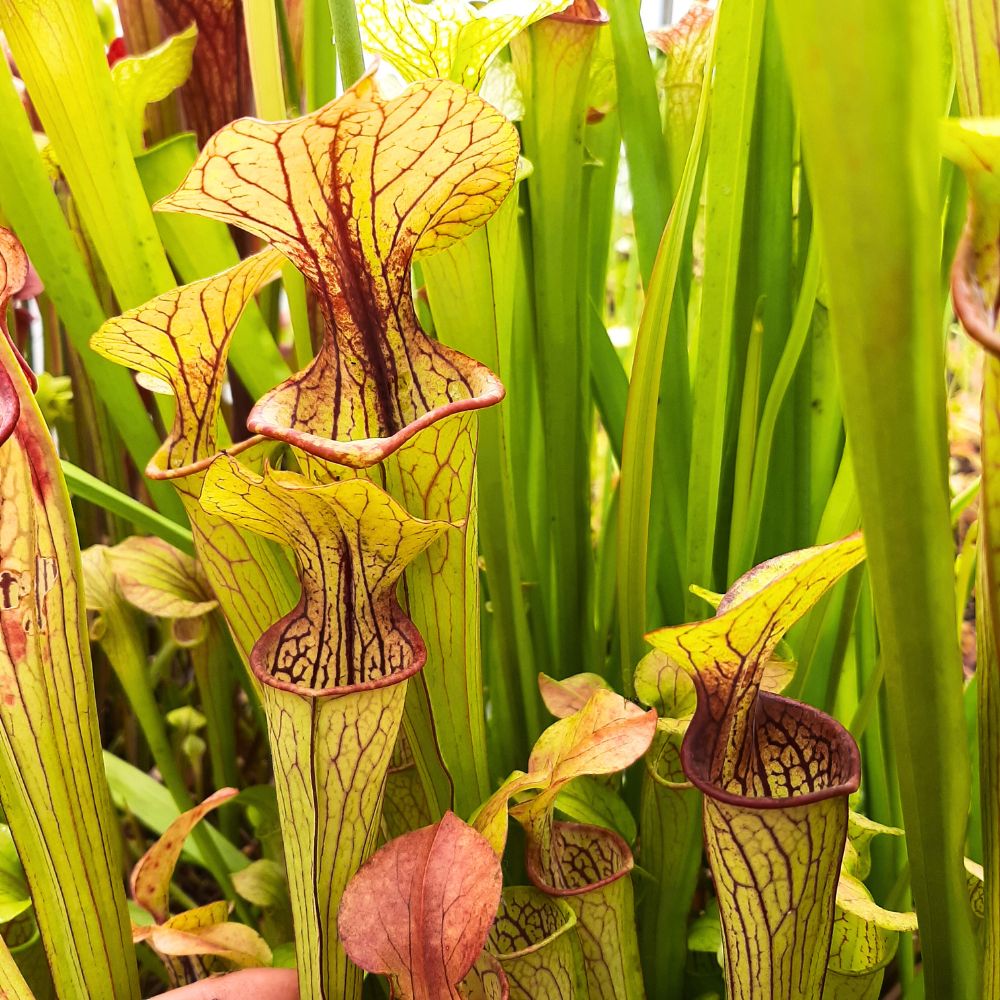 var. oreophila, Marshall Co,. Alabama