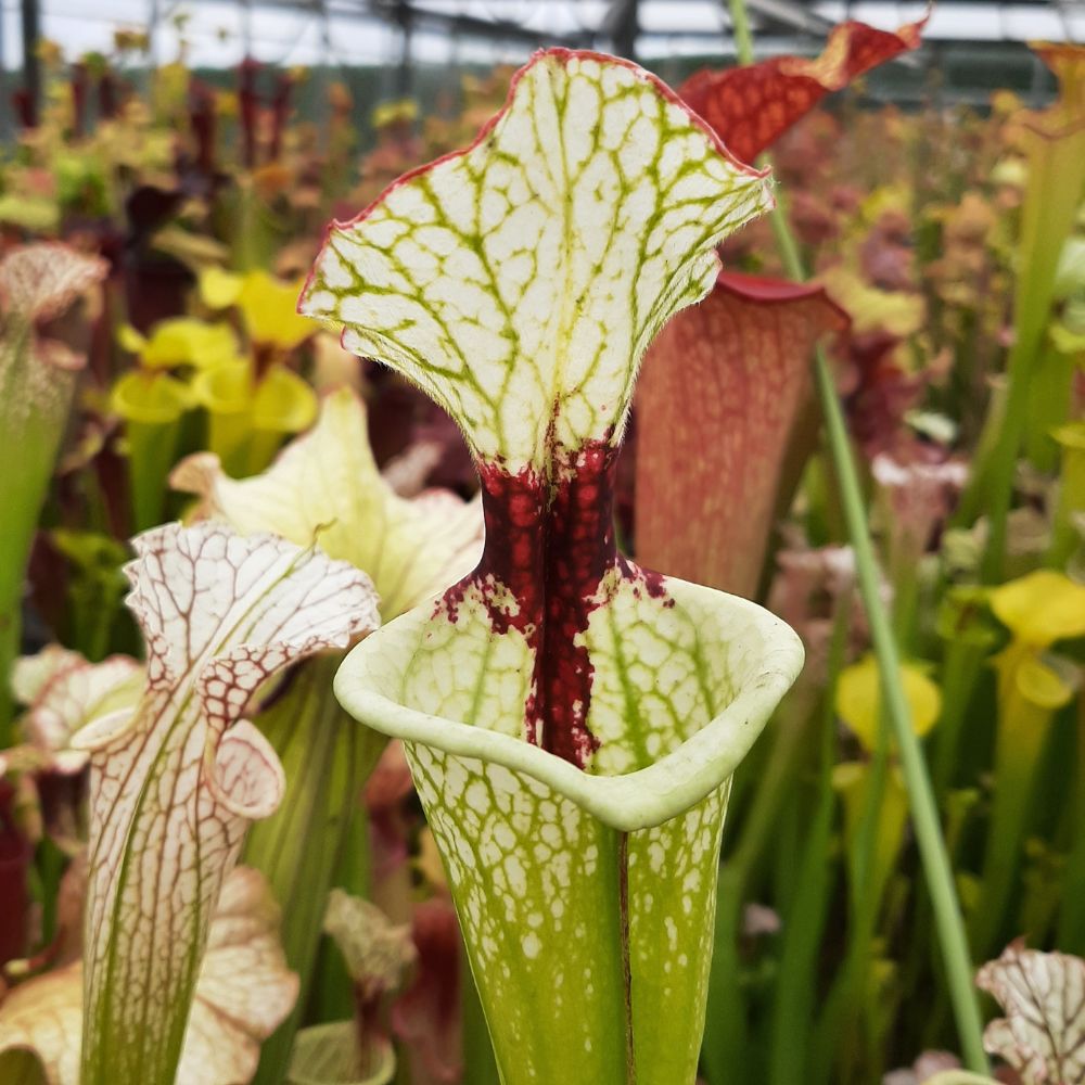 'Leah Wilkerson'x leucophylla HCW F