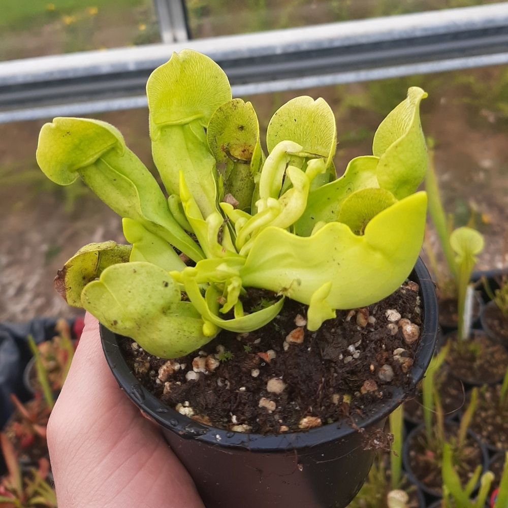 rosea f. luteola x mitchelliana antho free