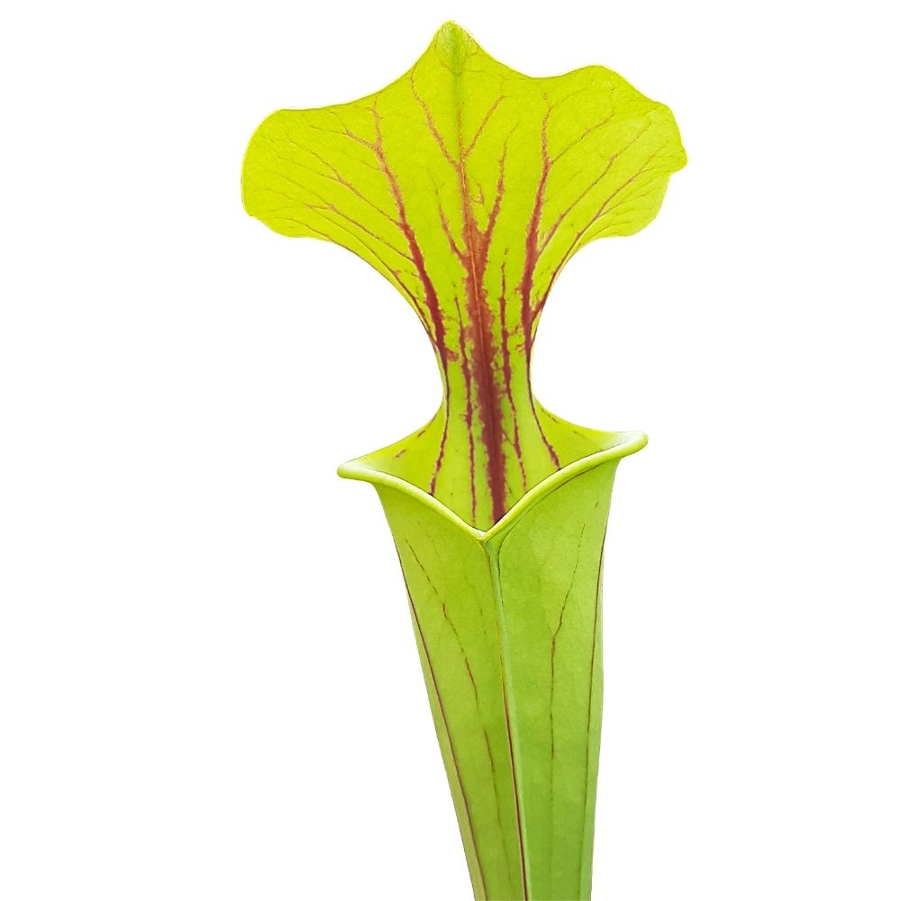 var. flava, Chesterfield Co., South Carolina
