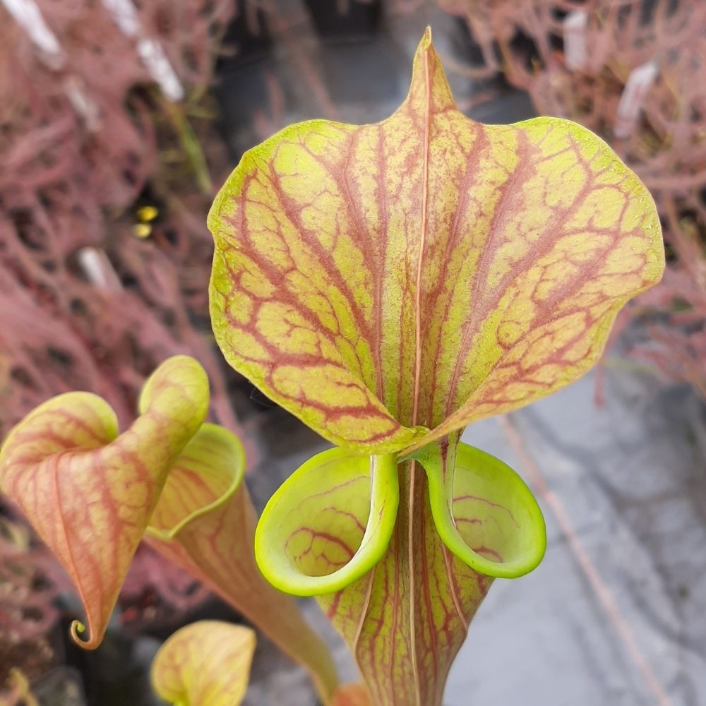 var. ornata, Sandy Creek, Bay Co. (I. Salter)