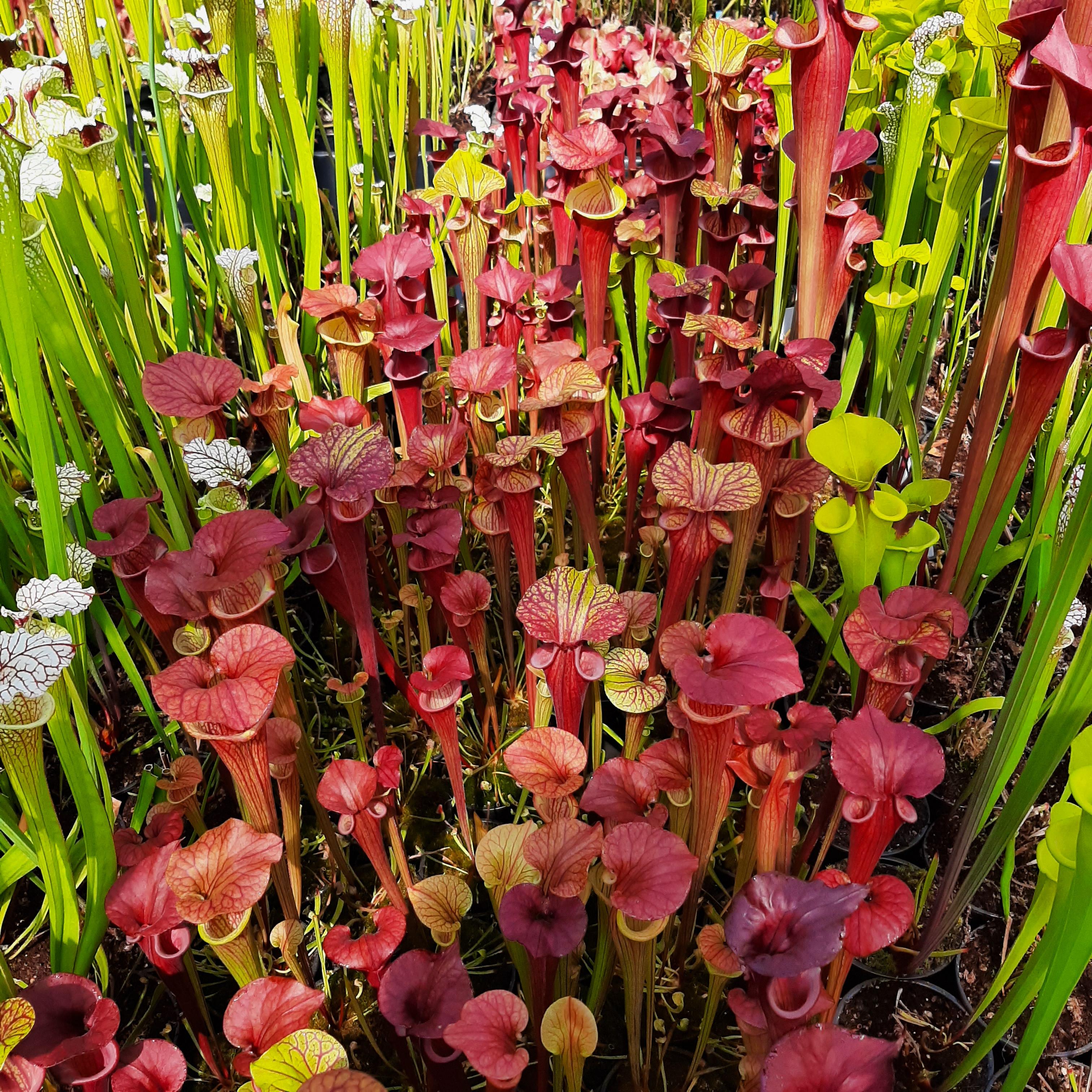 var. atropurpurea (seedgrown of M. Srba clones)