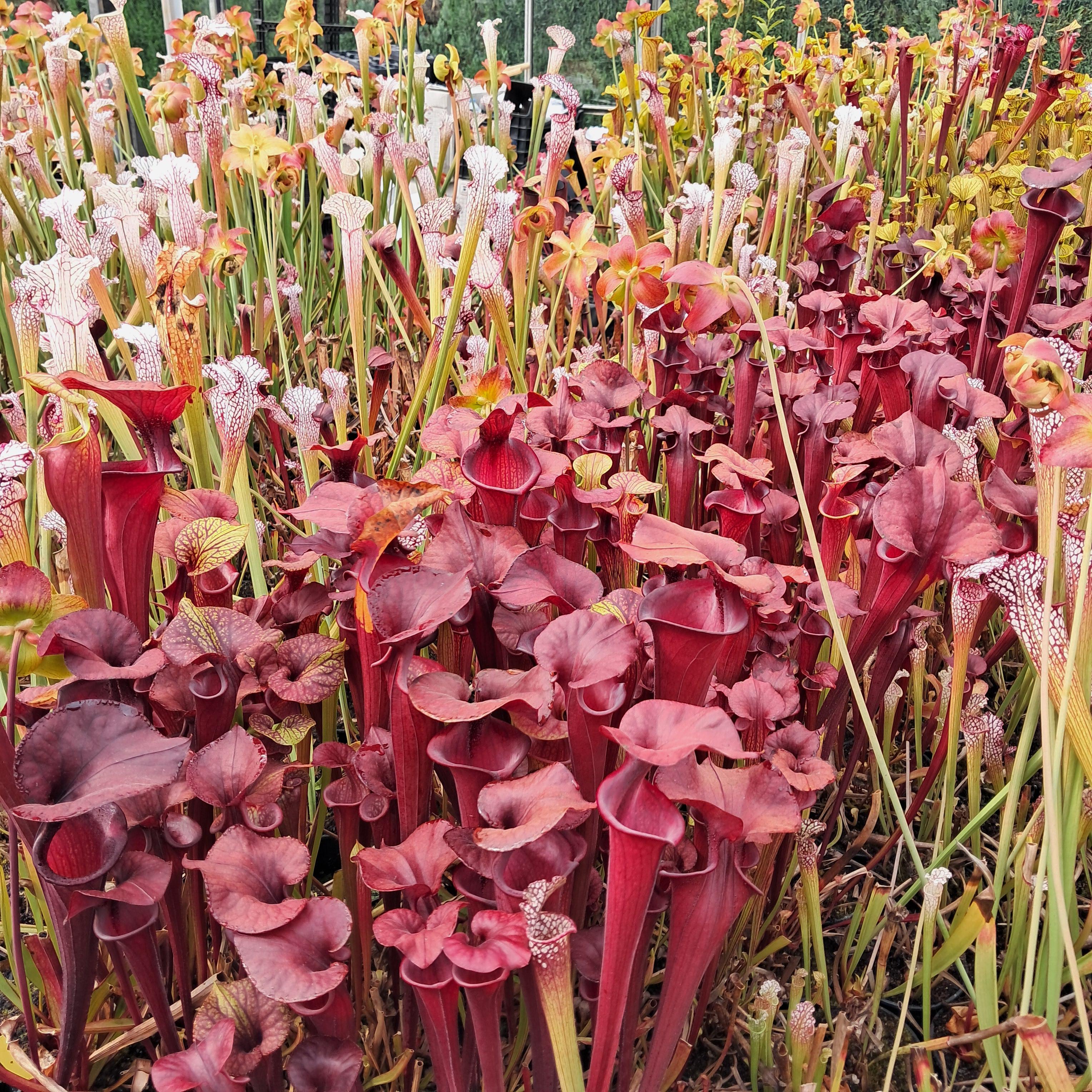var. atropurpurea (seedgrown of M. Srba clones)