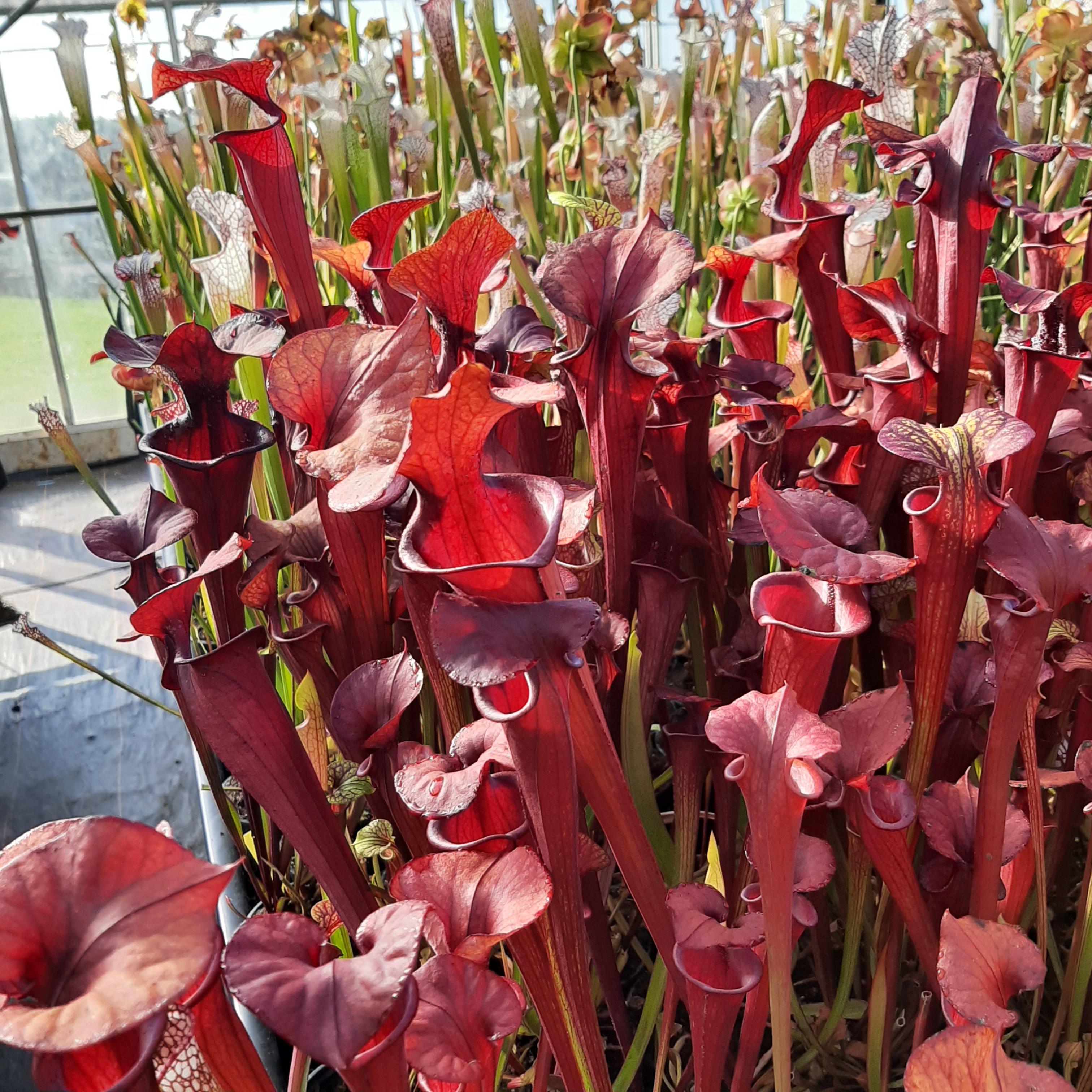 var. atropurpurea (seedgrown of M. Srba clones)