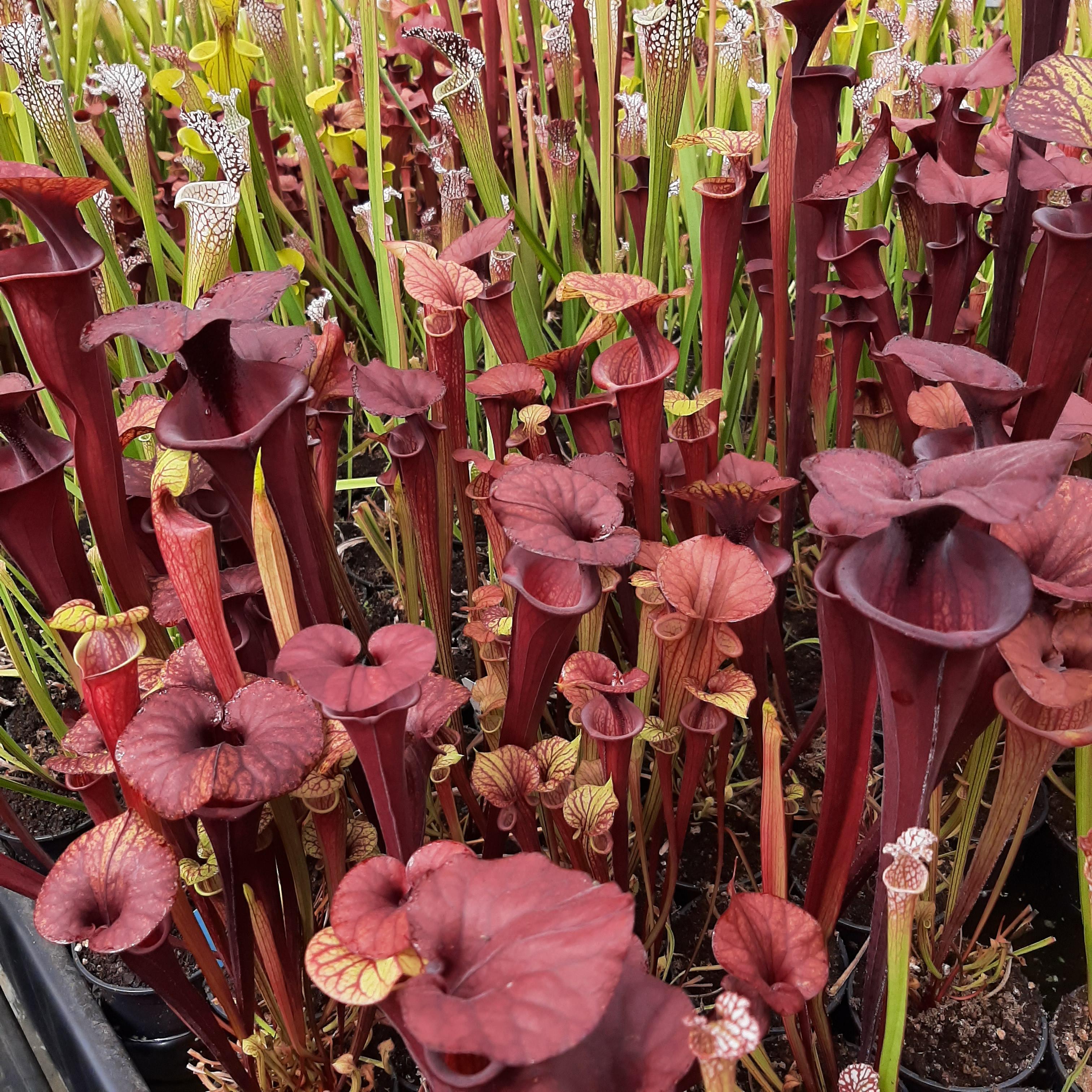 var. atropurpurea (seedgrown of M. Srba clones)