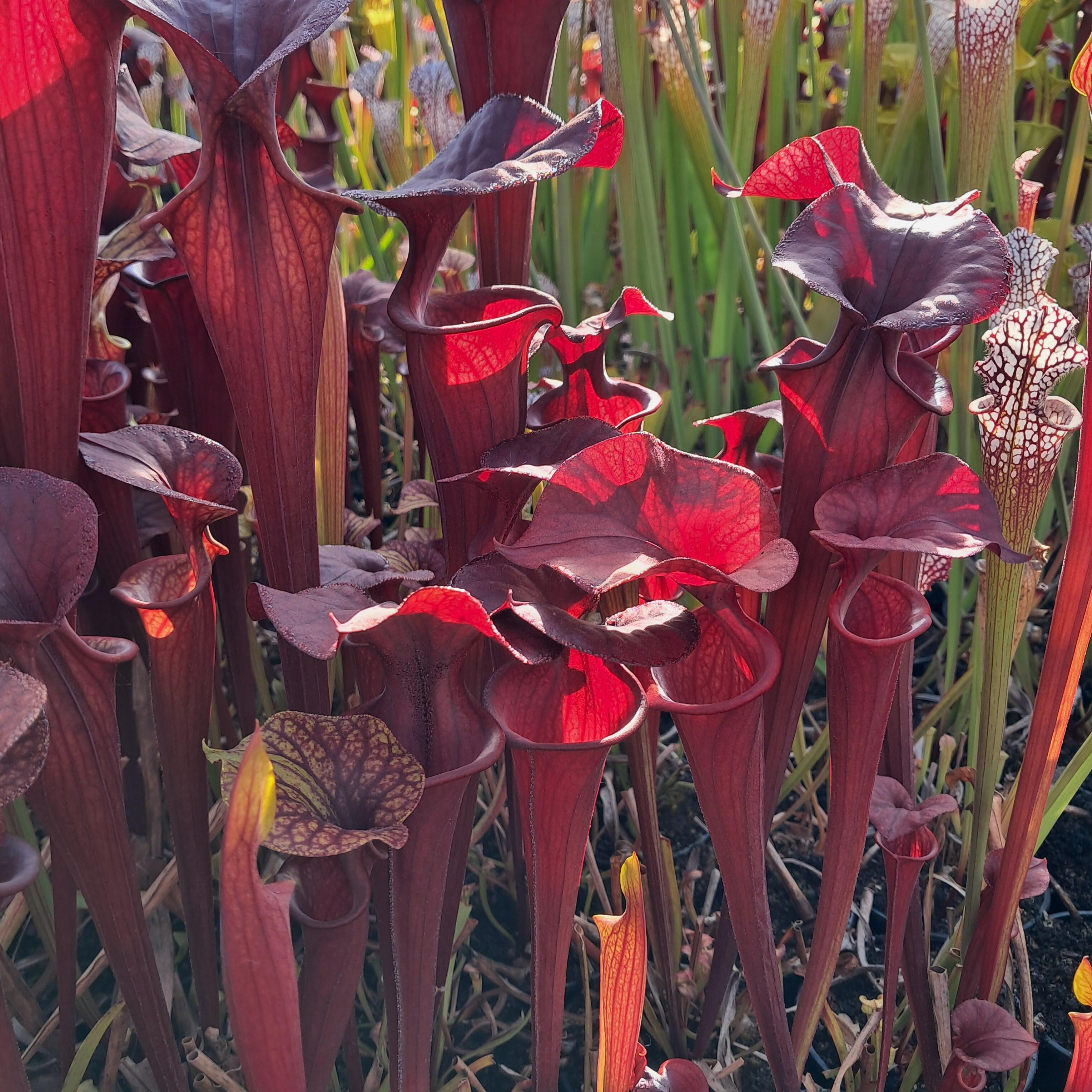 var. atropurpurea (seedgrown of M. Srba clones)