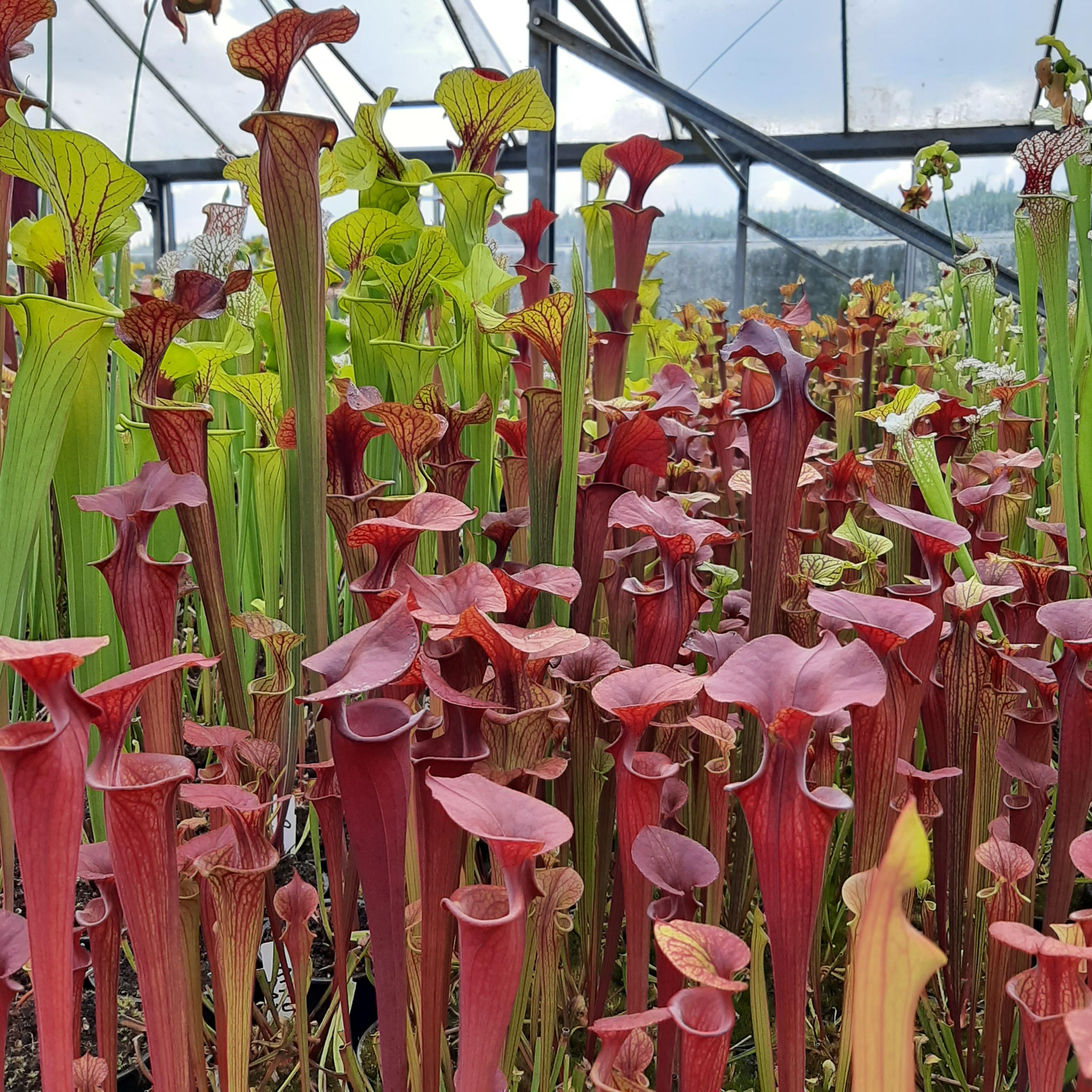 var. atropurpurea (seedgrown of M. Srba clones)