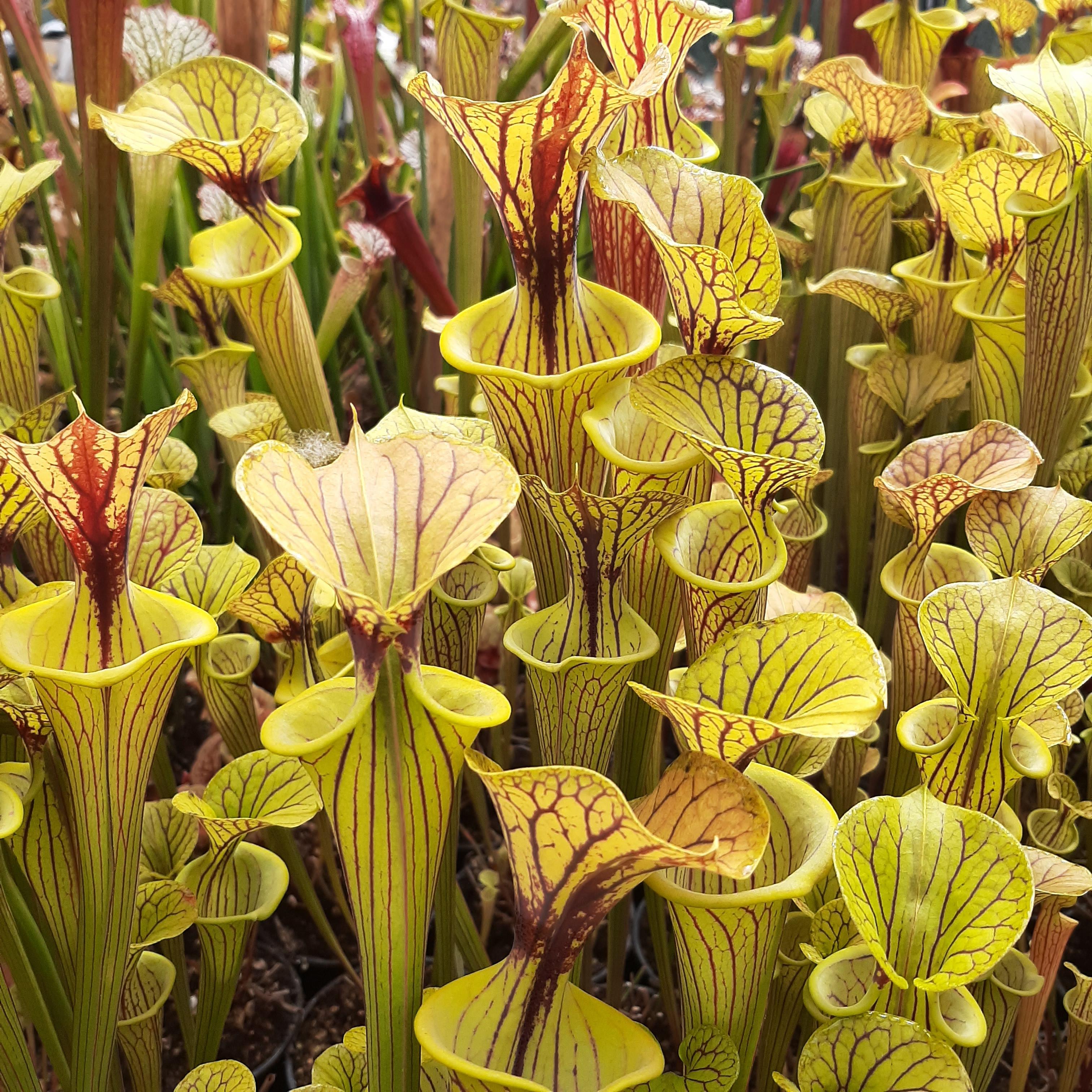 var. ornata ("Black Veins" x "Pencil Stripe")