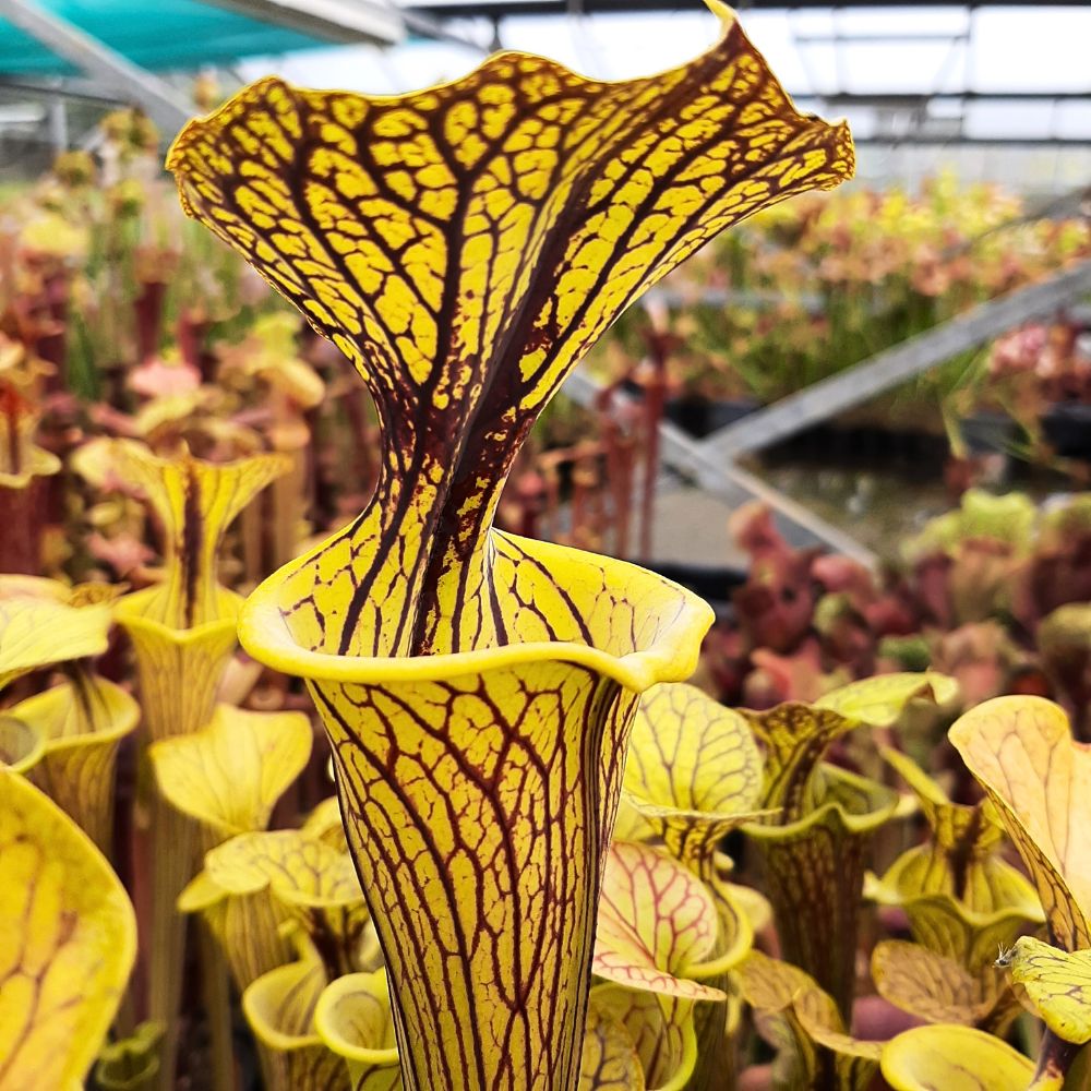 var. ornata ("Black Veins" x "Pencil Stripe")