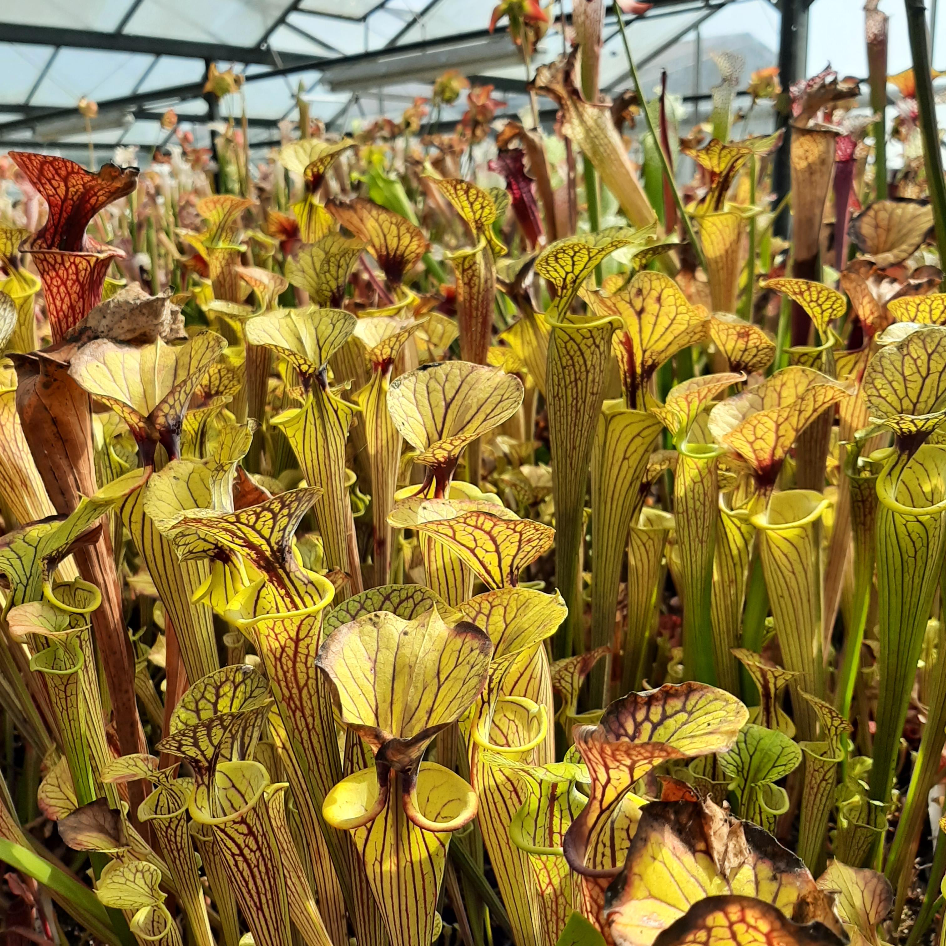 var. ornata ("Black Veins" x "Pencil Stripe")